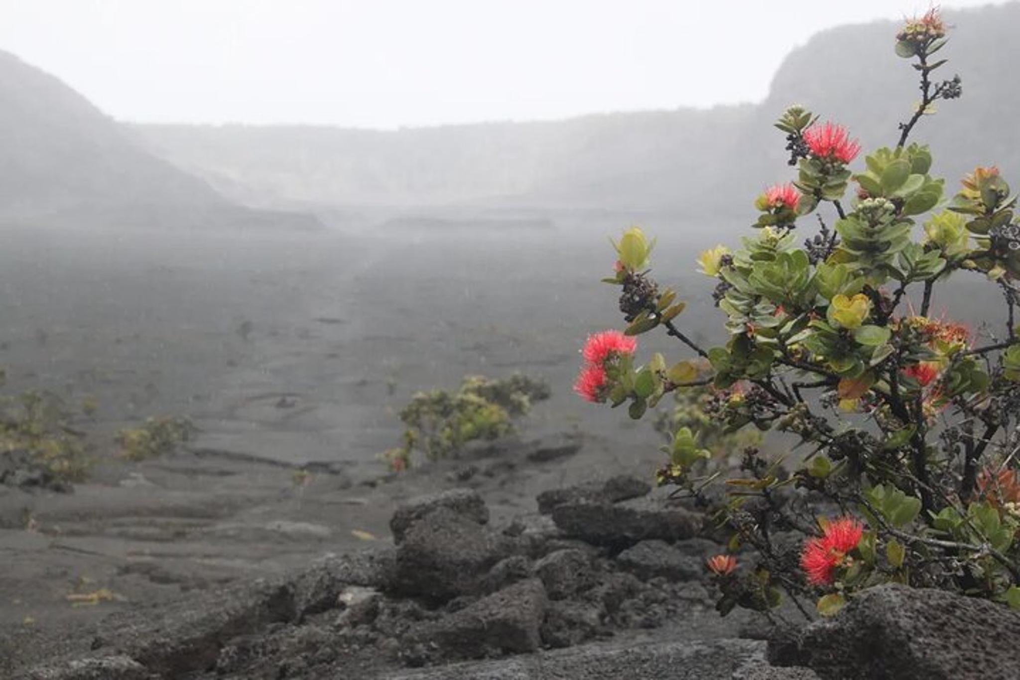 Hilo Volcanoes National Park Tour - Image 6