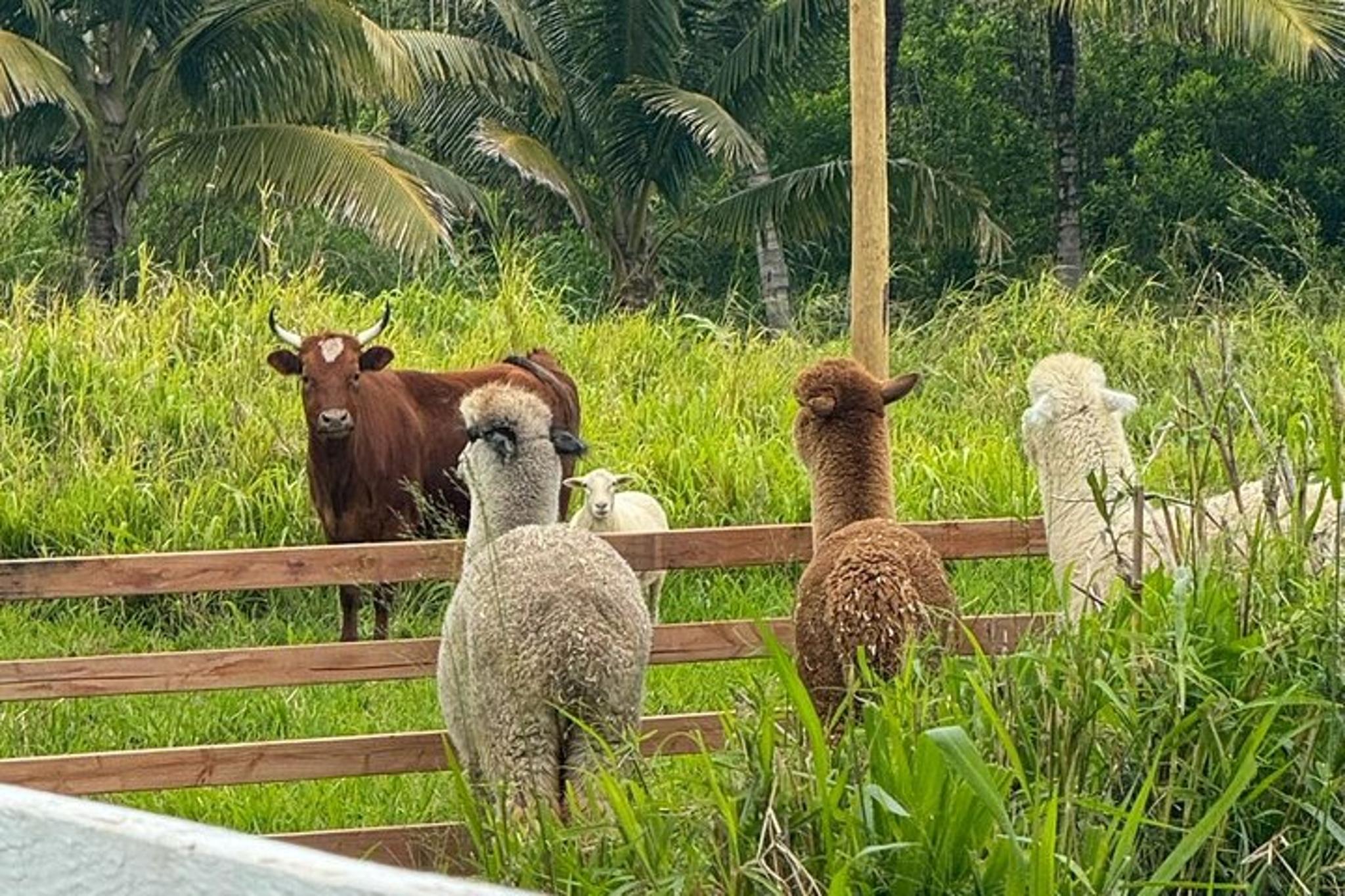 Hana Alpaca Farm Experience - Image 6