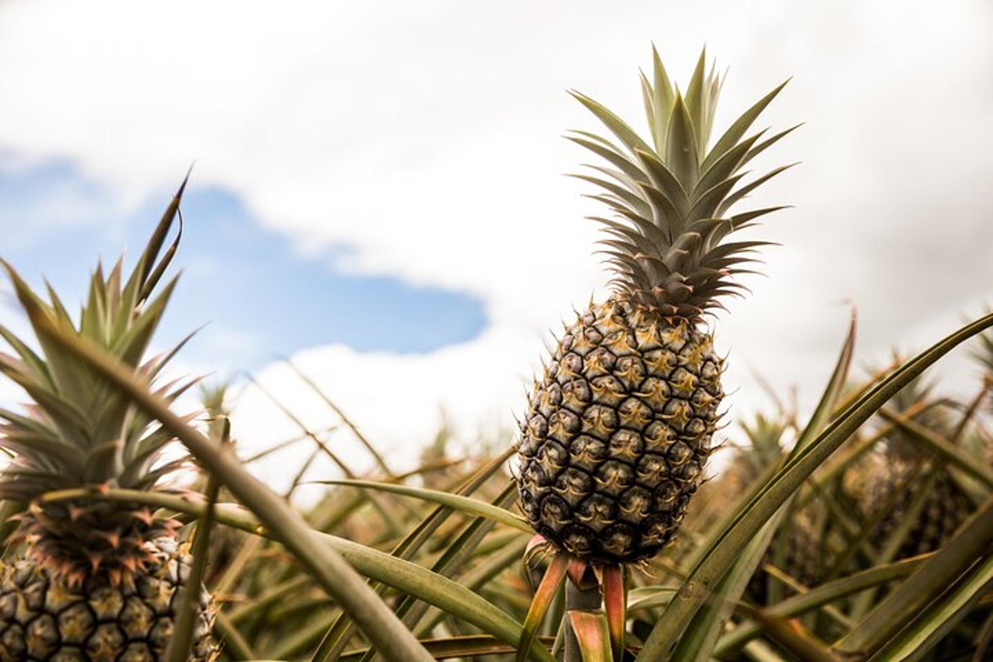Oahu Circle Island Tour - Image 4