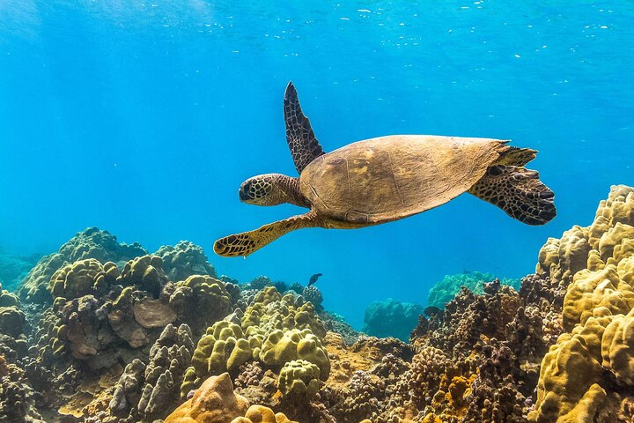 Maui Snorkel and Sunset Sail - Image 4