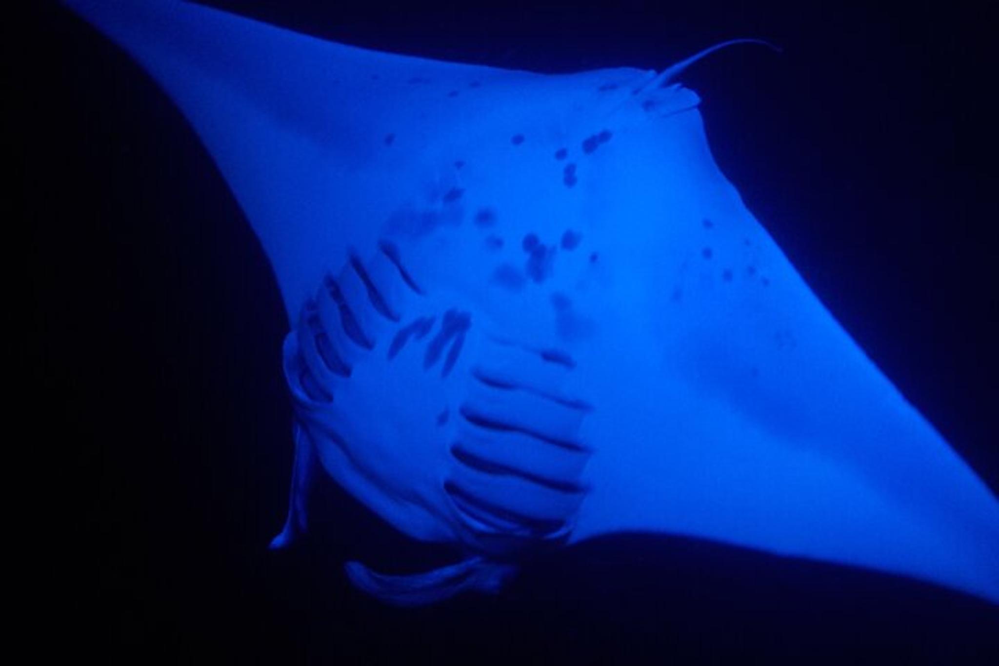 Kailua Kona Manta Ray Night Snorkel - Image 5
