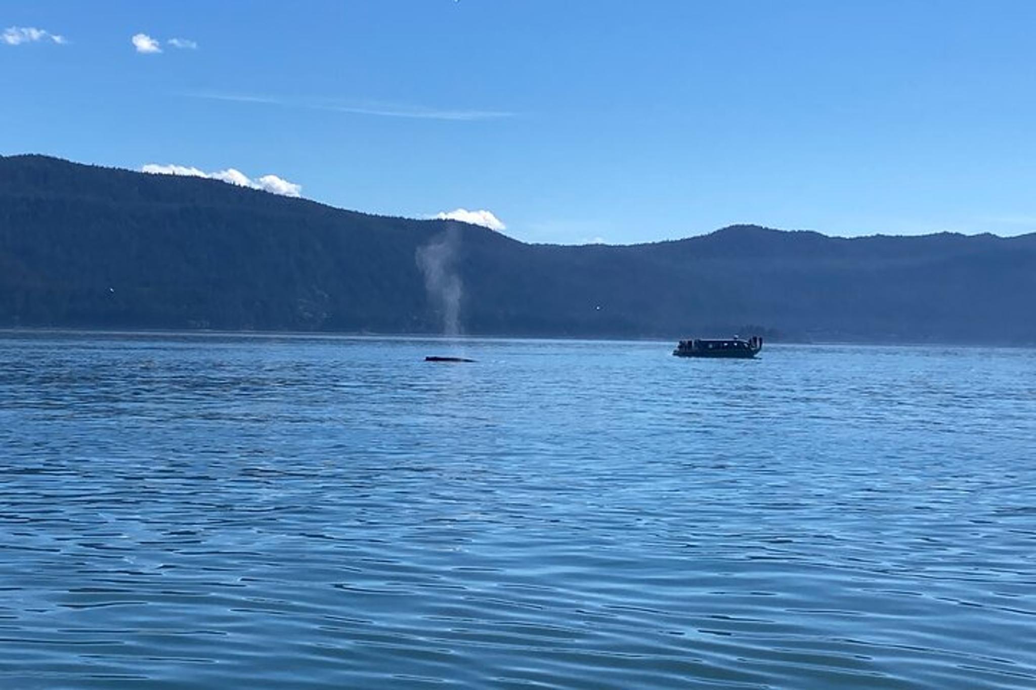 Juneau Mendenhall Glacier and Whale Watching Tour - Image 5