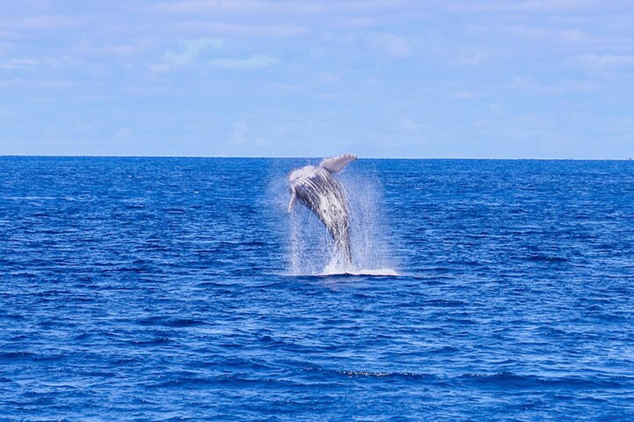 Waikiki Whale Watching Cruise with Snack - Image 4