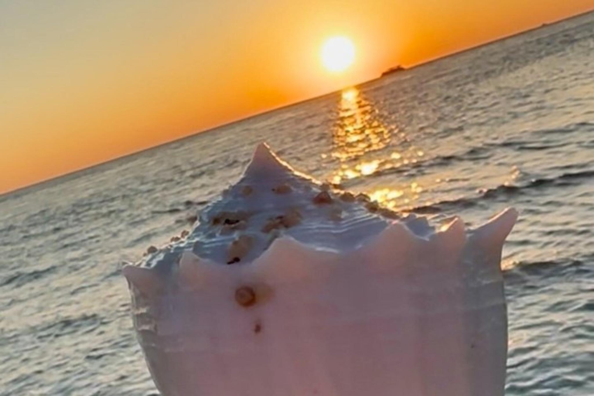 Florida Sunset Boat Tour with Dolphins - Image 3