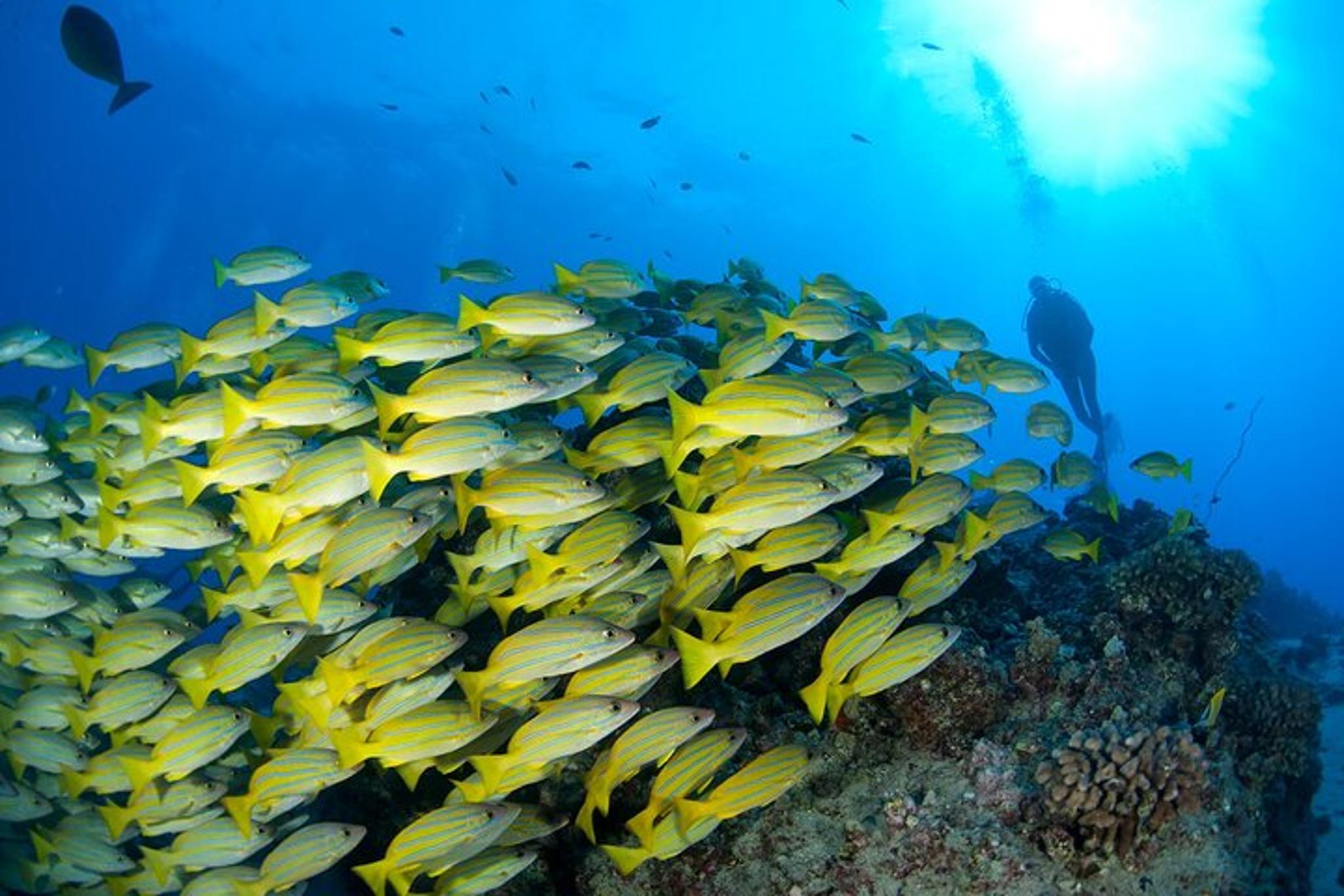 Maui 3-Tank Dive at Molokini Crater - Image 5