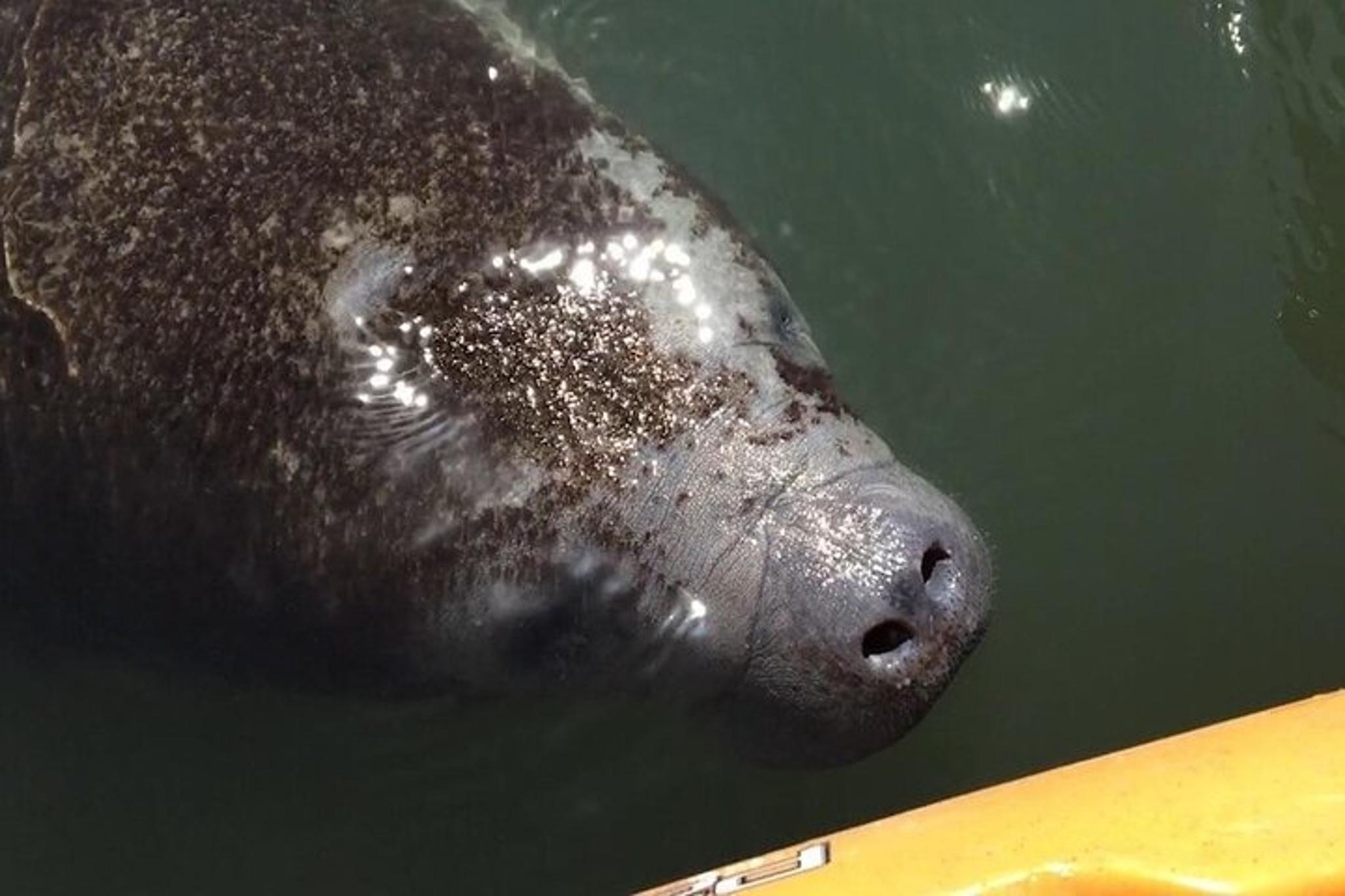 Titusville Manatee and Bioluminescence Kayak Tour - Image 3
