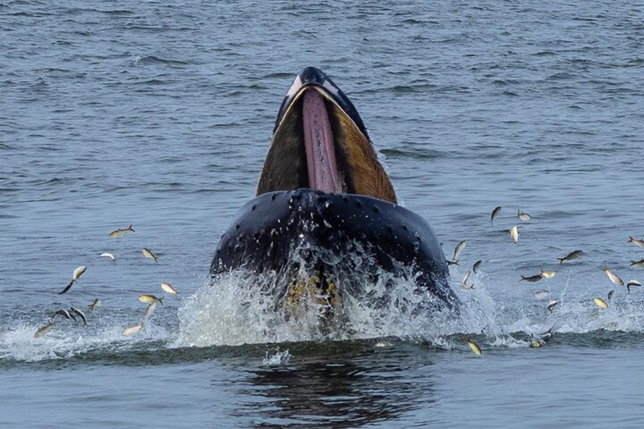New York City Whale Watching Cruise - Image 4