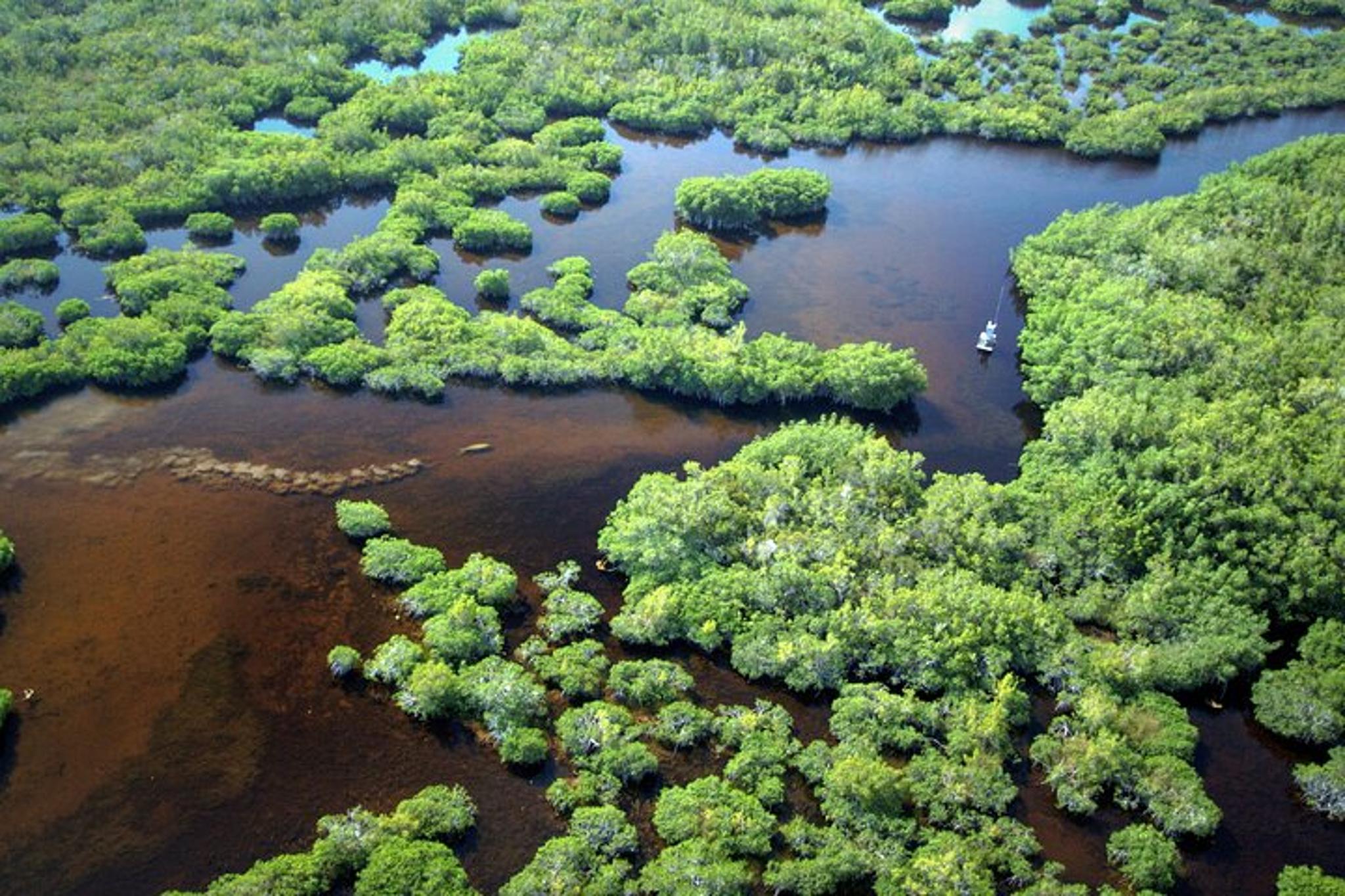 Everglades National Park Boat Tour - Image 3