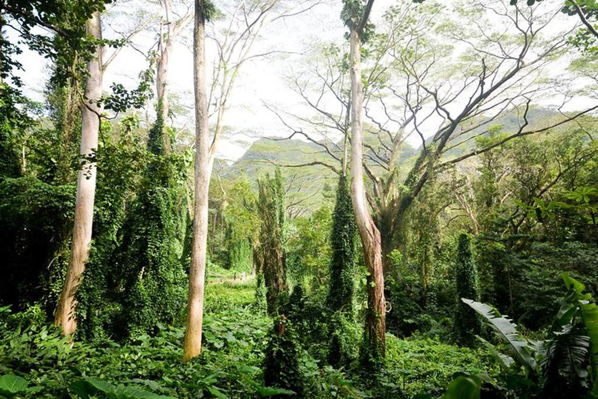 Honolulu Waterfall Hike in Ko‘olau Mountains - Image 3