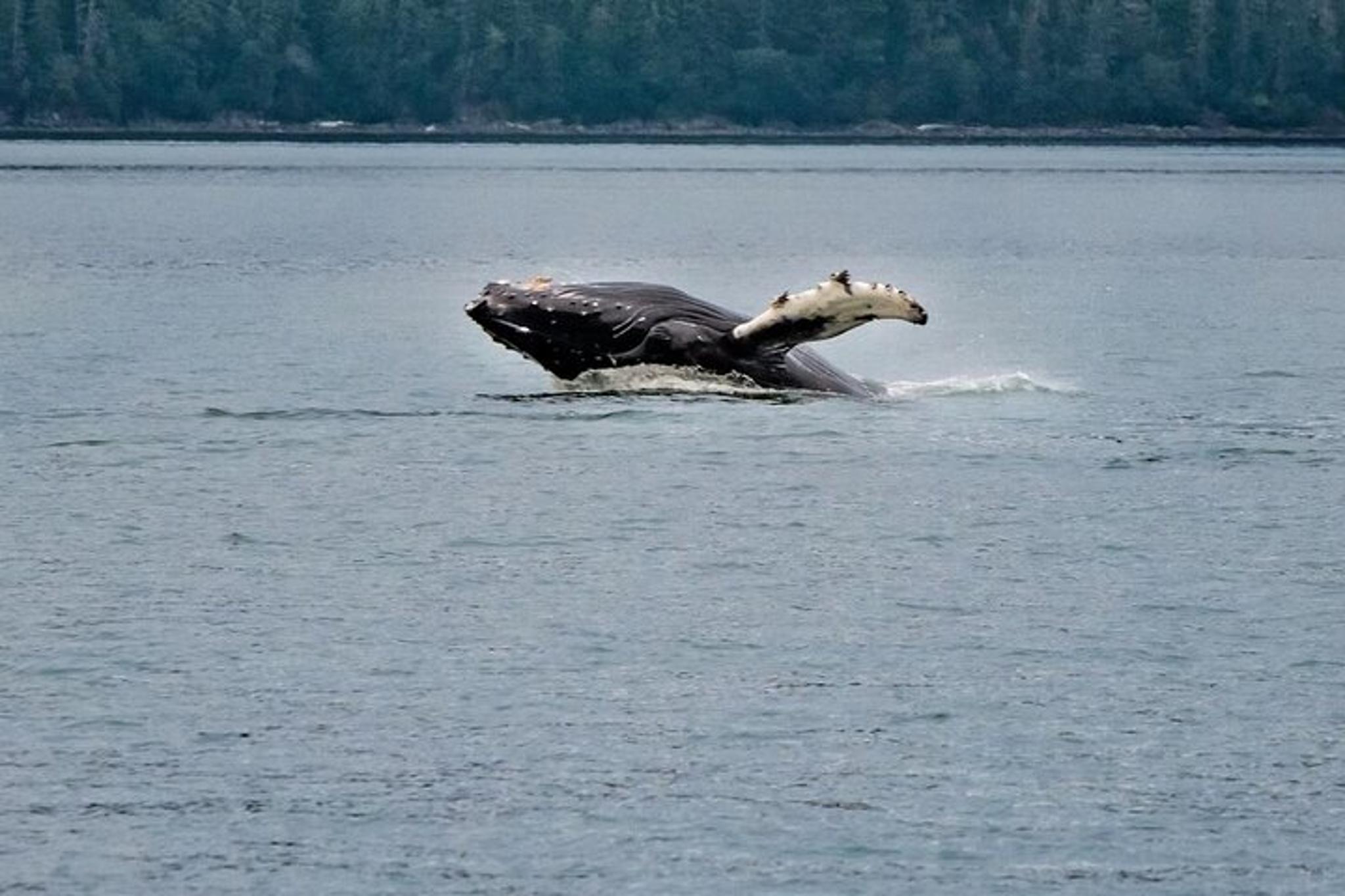 Juneau Mendenhall Glacier Whale Watching Tour - Image 5