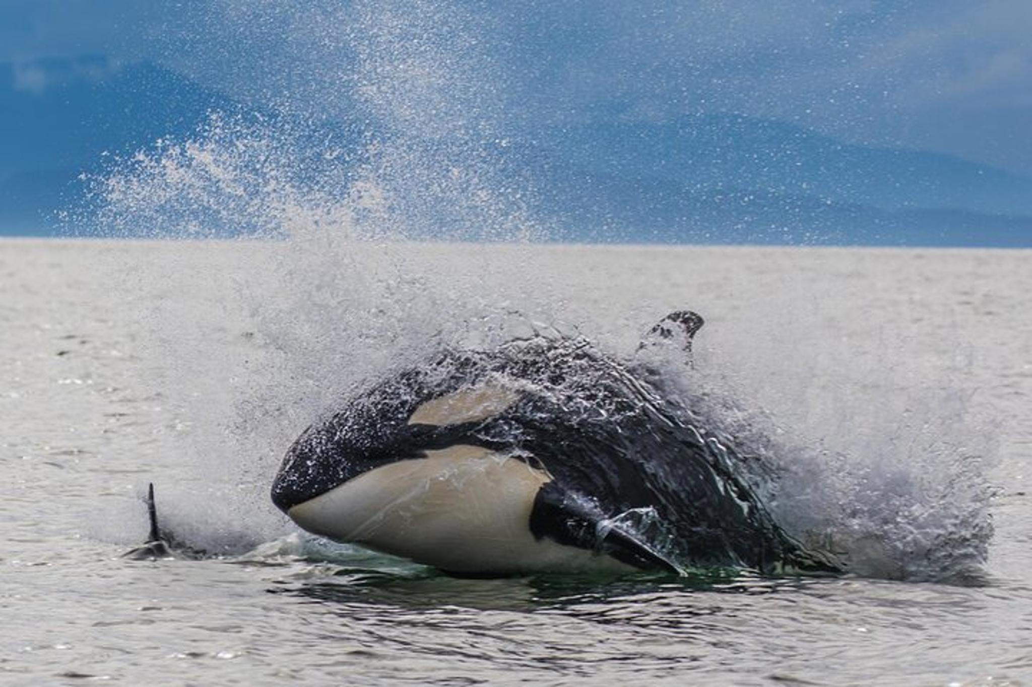 Hoonah Whale-Watching Tour - Image 2