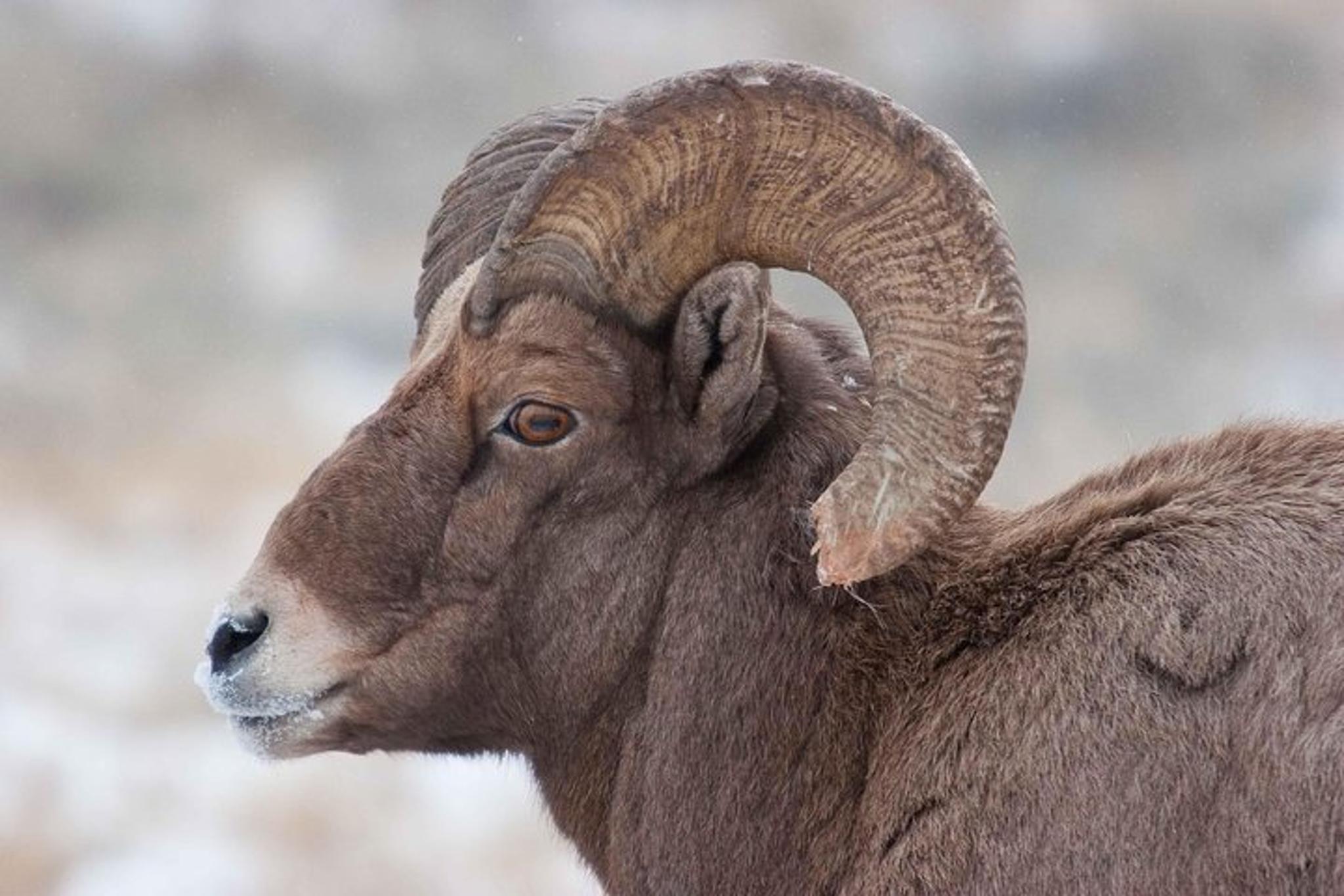 Jackson Hole Wildlife Safari Tour - Image 3