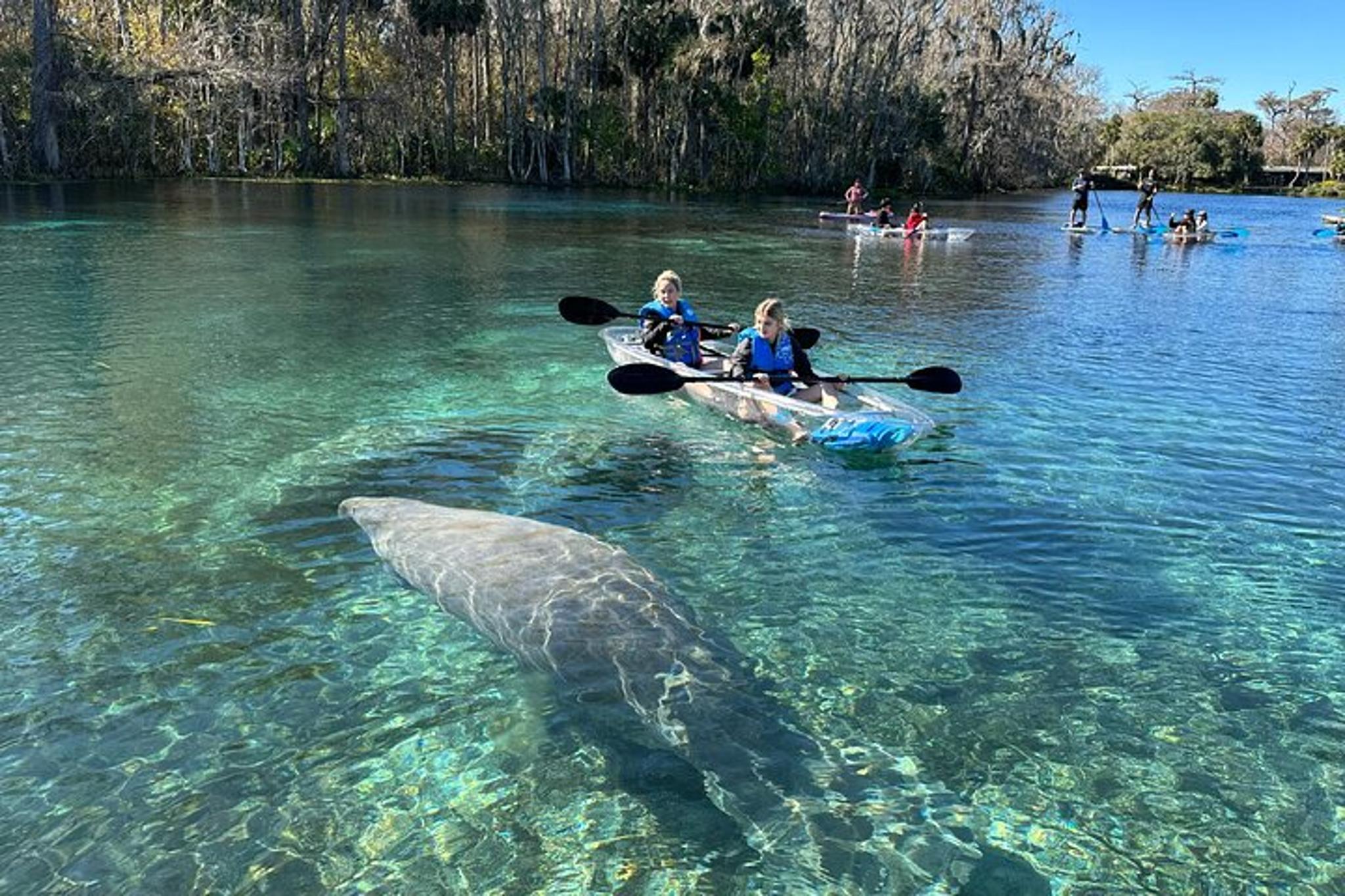 Silver Springs Self-Guided Clear Kayak Tour 2 hr
