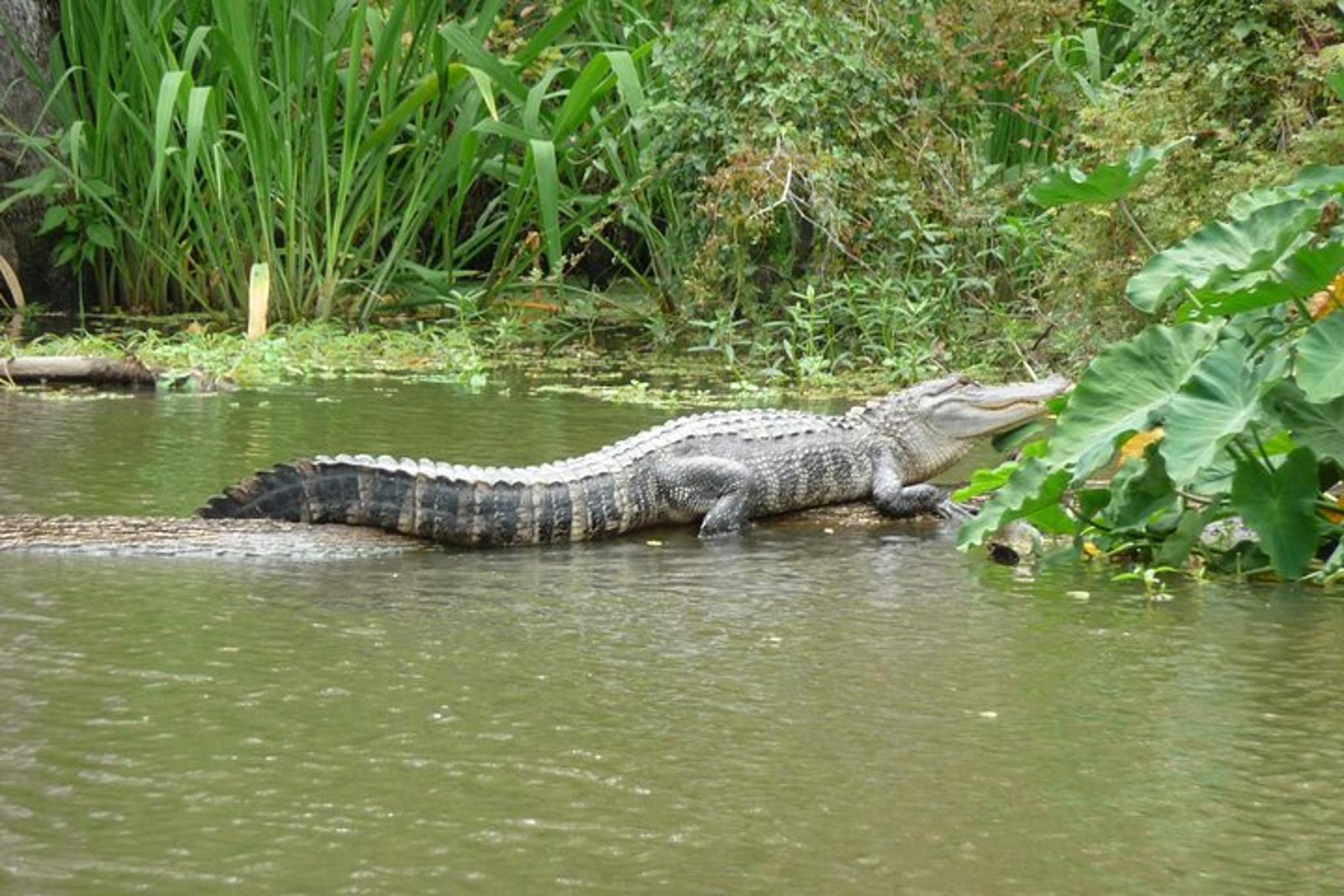 Slidell Swamp Boat Tour - Image 2
