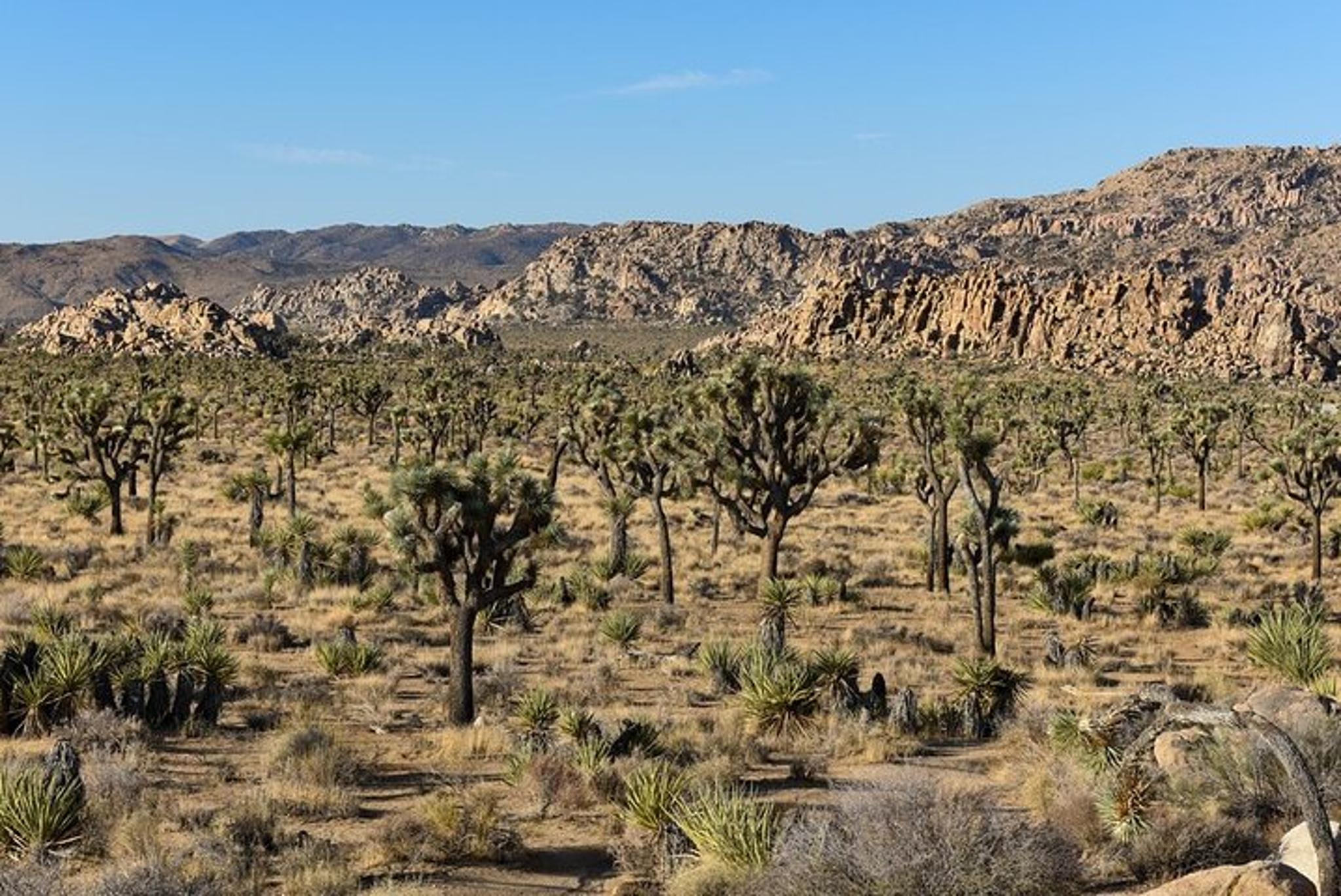 San Diego Joshua Tree National Park Day Trip - Image 4