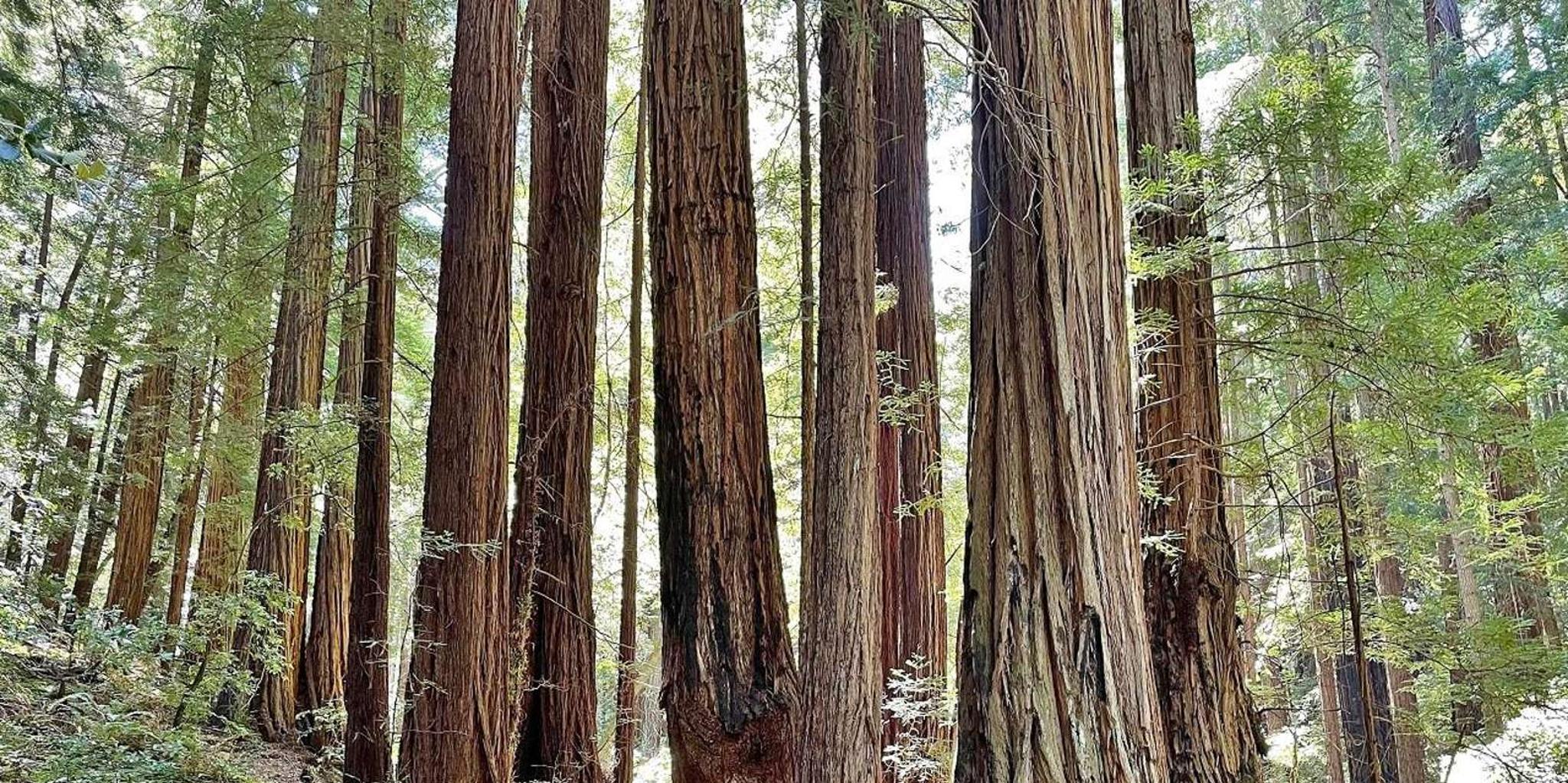 San Francisco Muir Woods and Sausalito Tour - Image 6