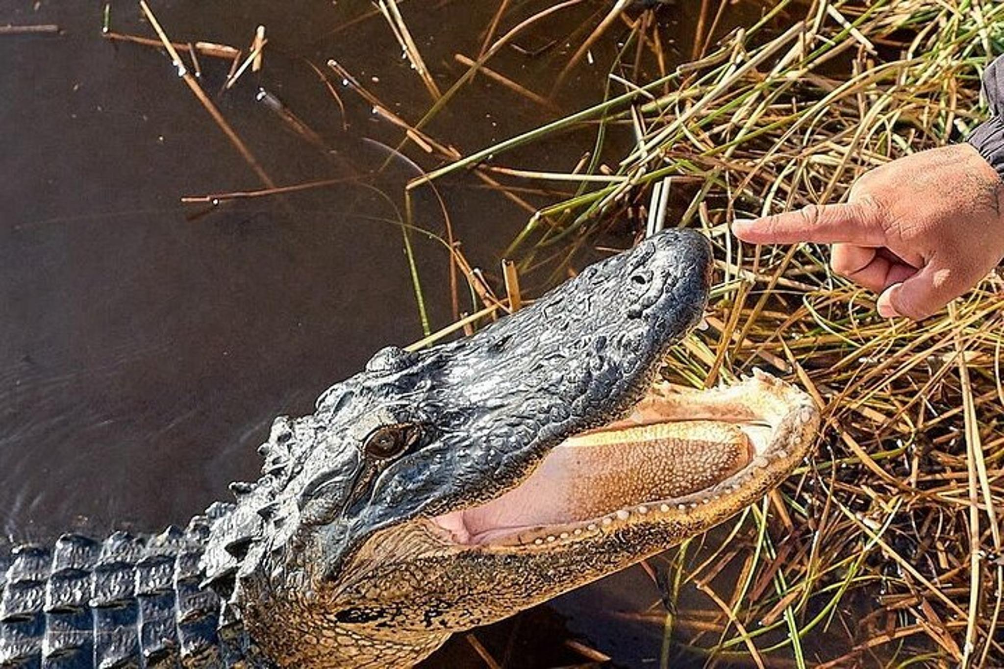 Everglades National Park Naturalist-Led Adventure - Image 6
