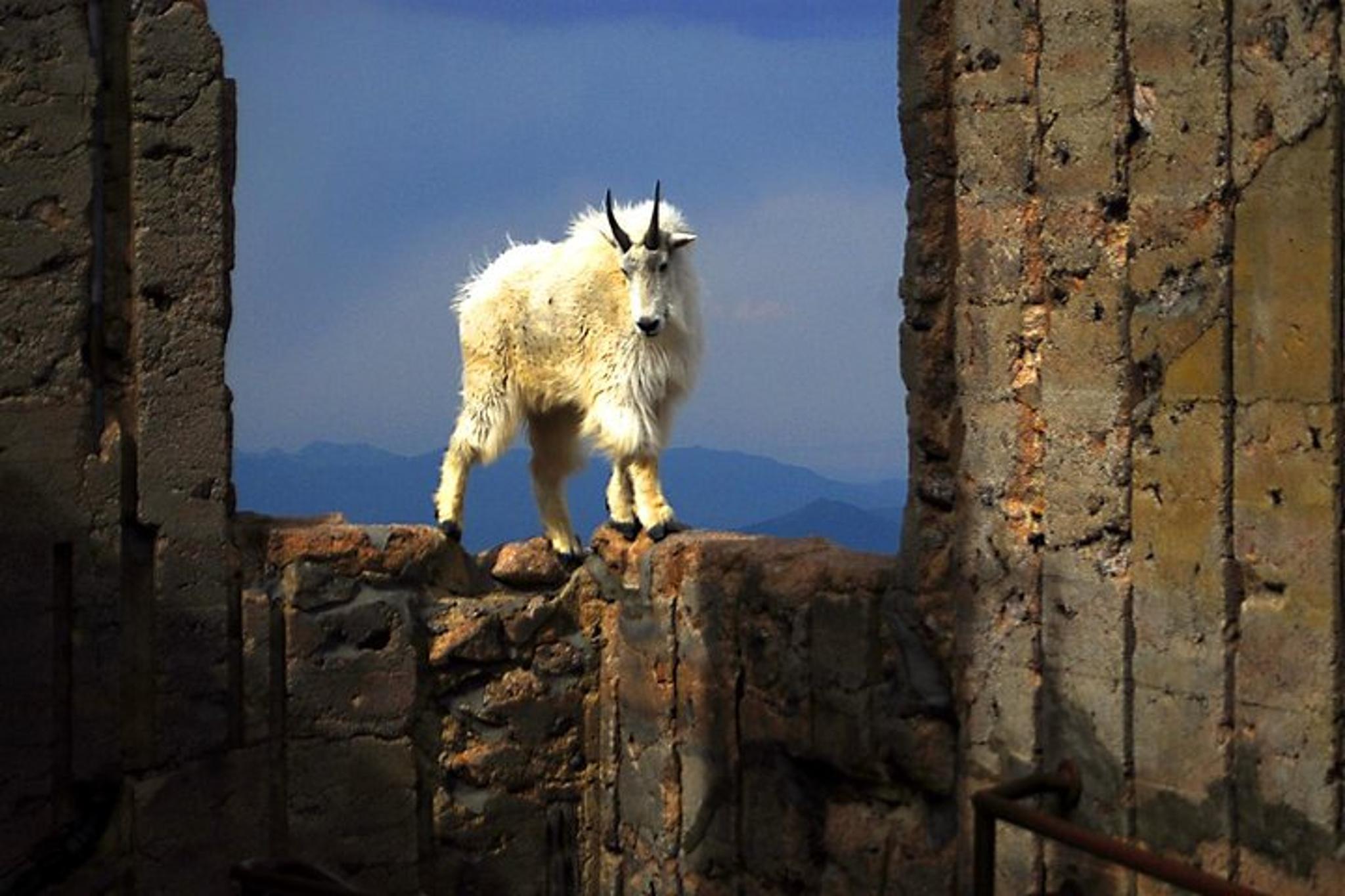 Denver Mount Blue Sky Tour