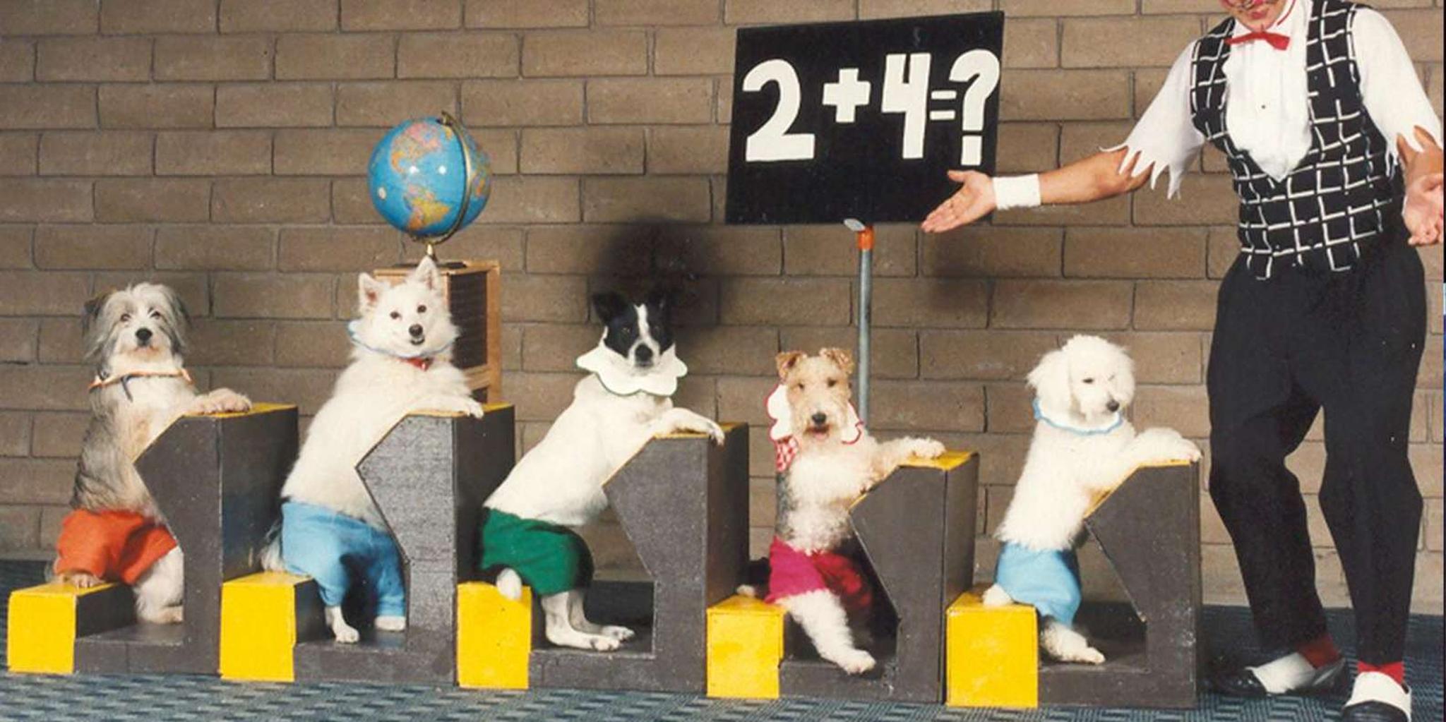 Las Vegas Comedy Pet Theater - Image 2