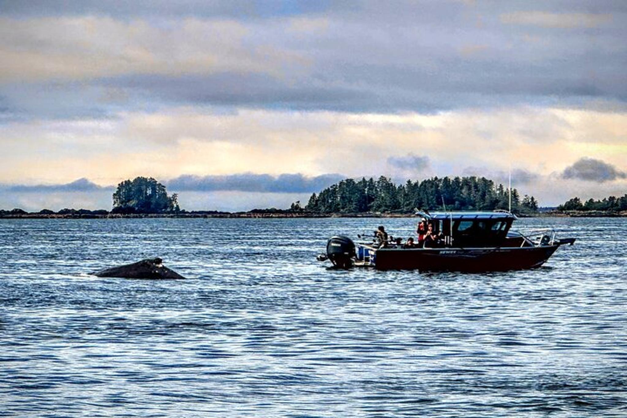 Sitka Wildlife Boat Tour - Image 5