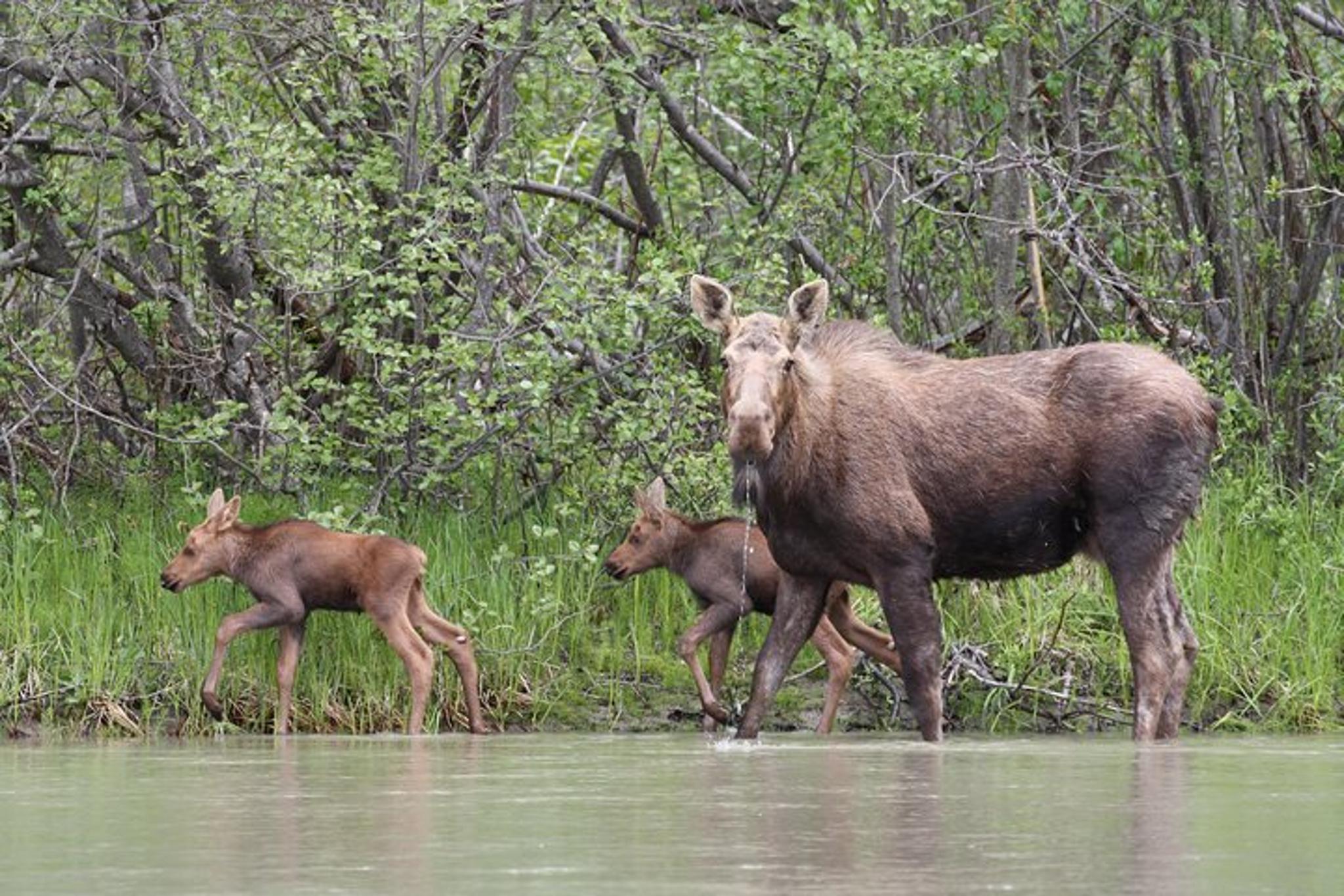 Haines Chilkat River Jet-Boat Adventure - Image 3
