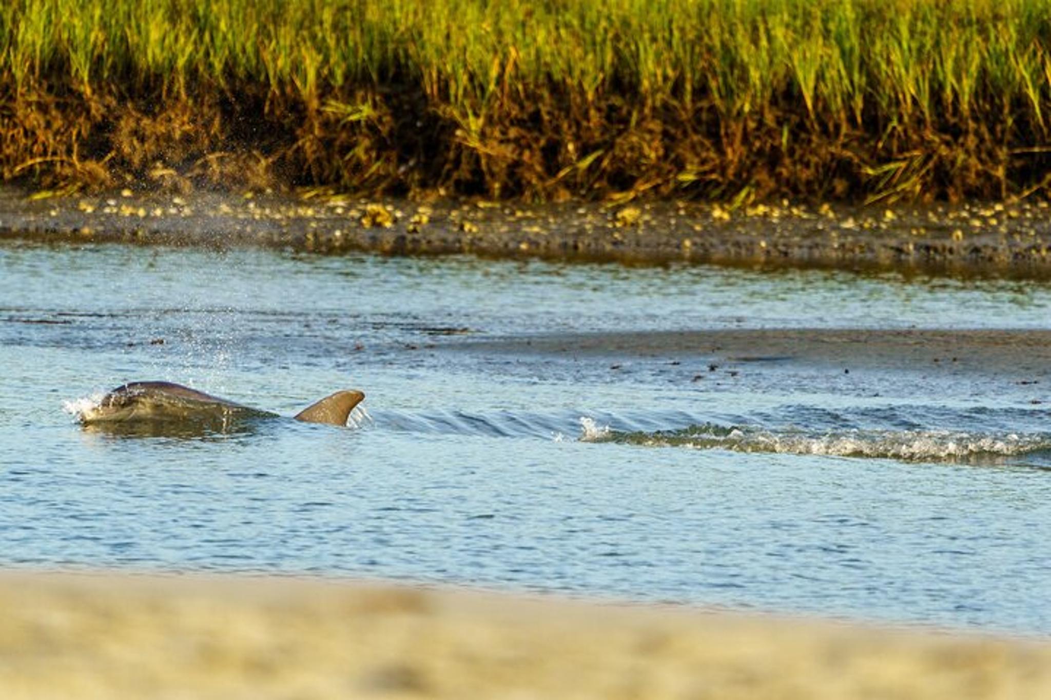 Savannah Dolphin Watching Eco Tour at Sunset - Image 5