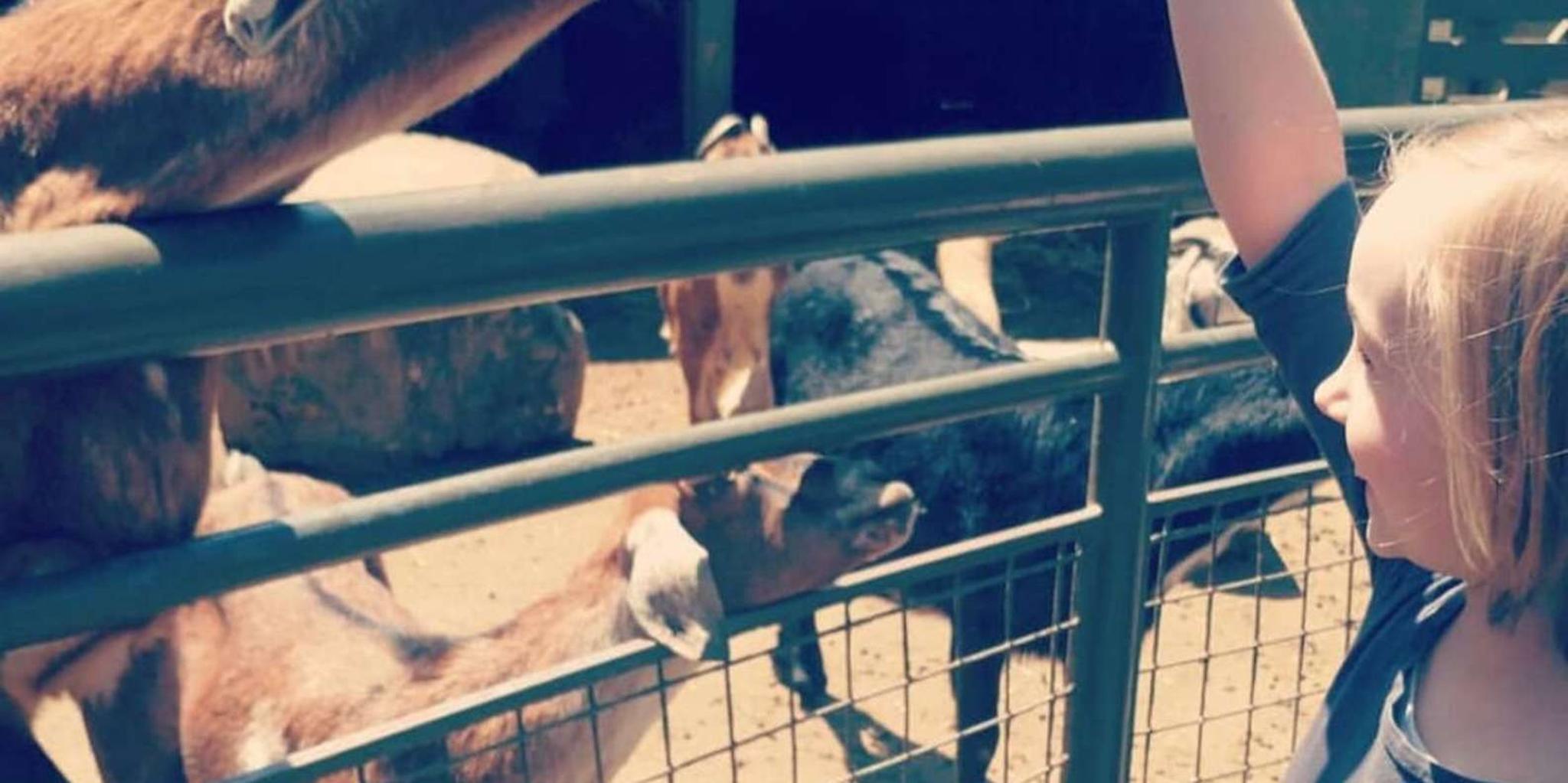 New York Central Park Zoo Tour with Hotel Pickup - Image 6