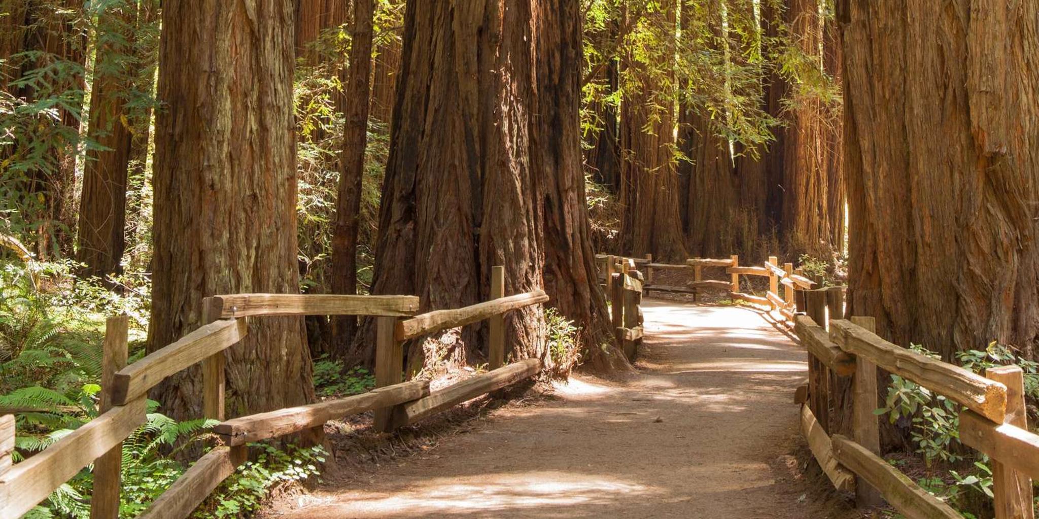 San Francisco Muir Woods and Sausalito Tour