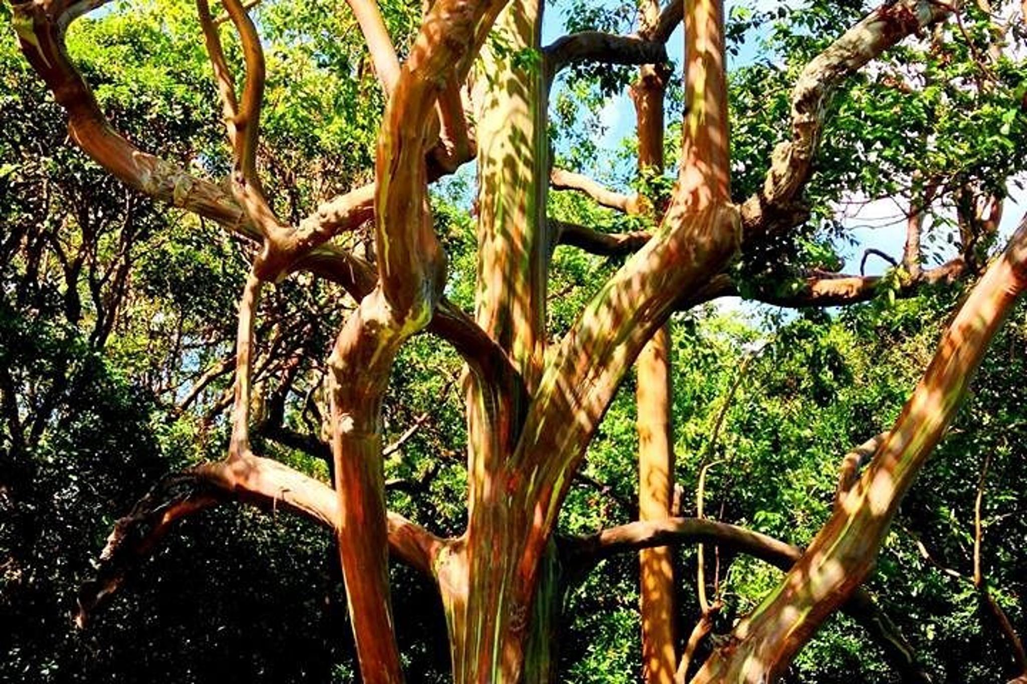 Maui Jungle Tour with Lahaina Pickup - Image 5