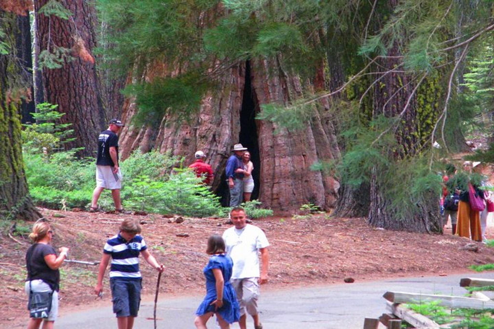 San Francisco Yosemite Private Tour 2 Days - Image 5