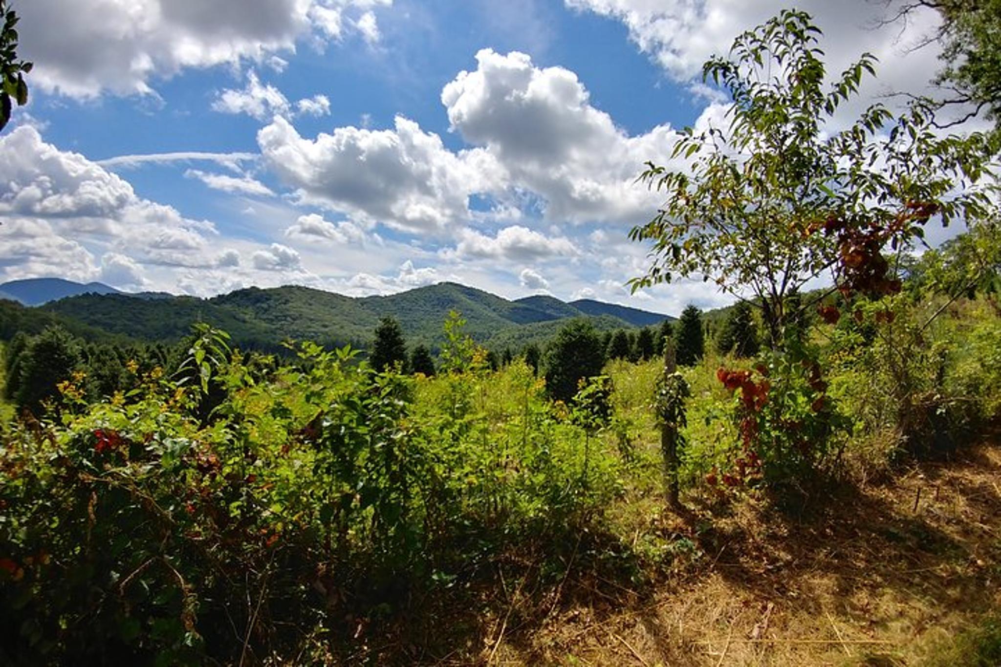 Cullowhee Horseback Ride through Flame Azalea and Fern Forest 75 min - Image 6