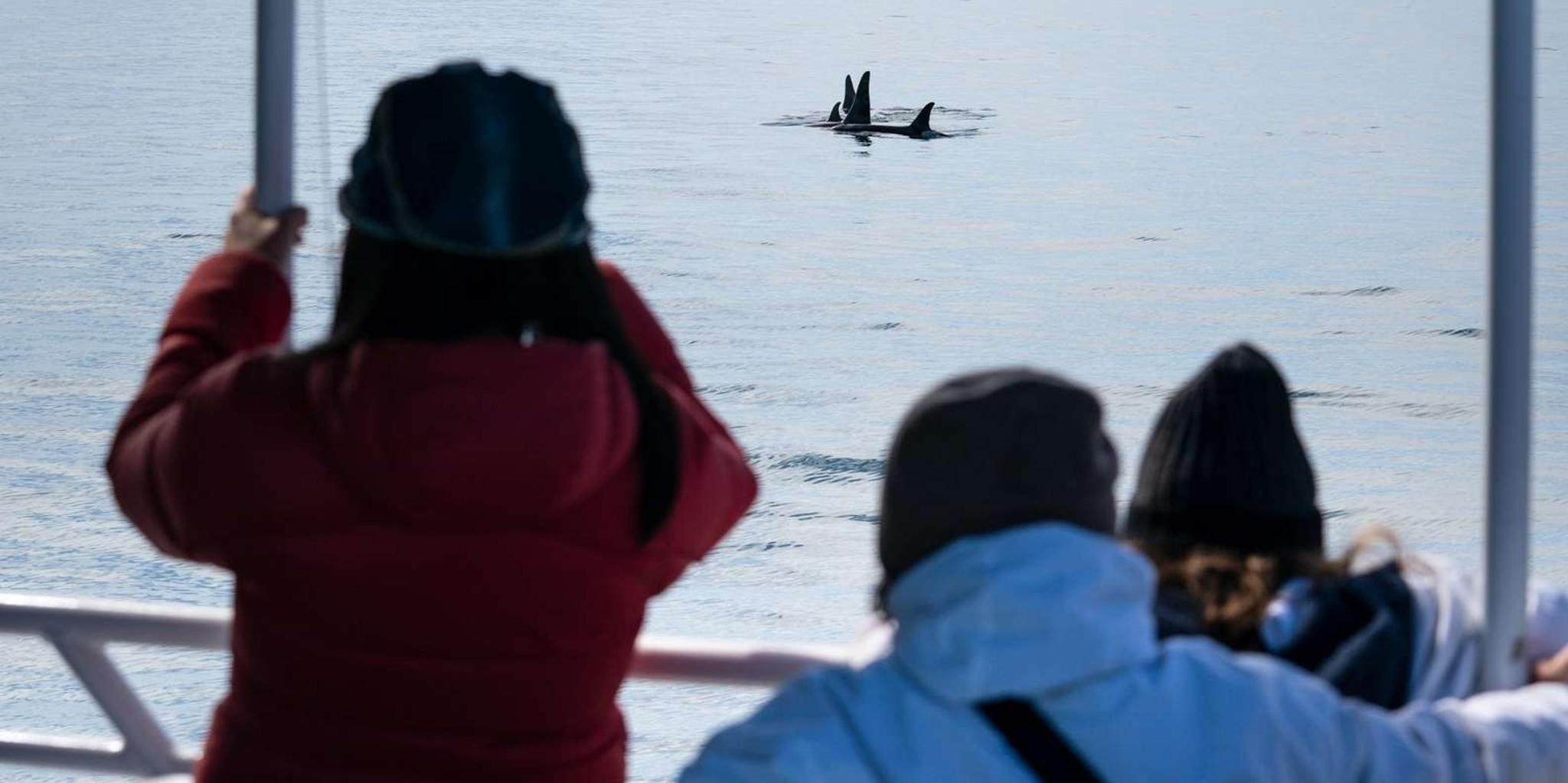 Seward Orca Quest Cruise in Resurrection Bay 4 hr - Image 2