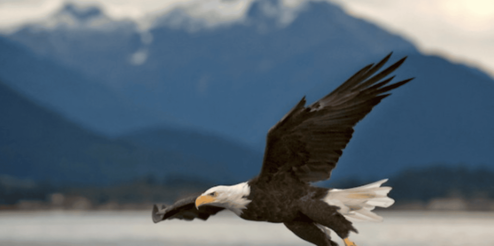 Hoonah Bear Island Shore Excursion - Image 3