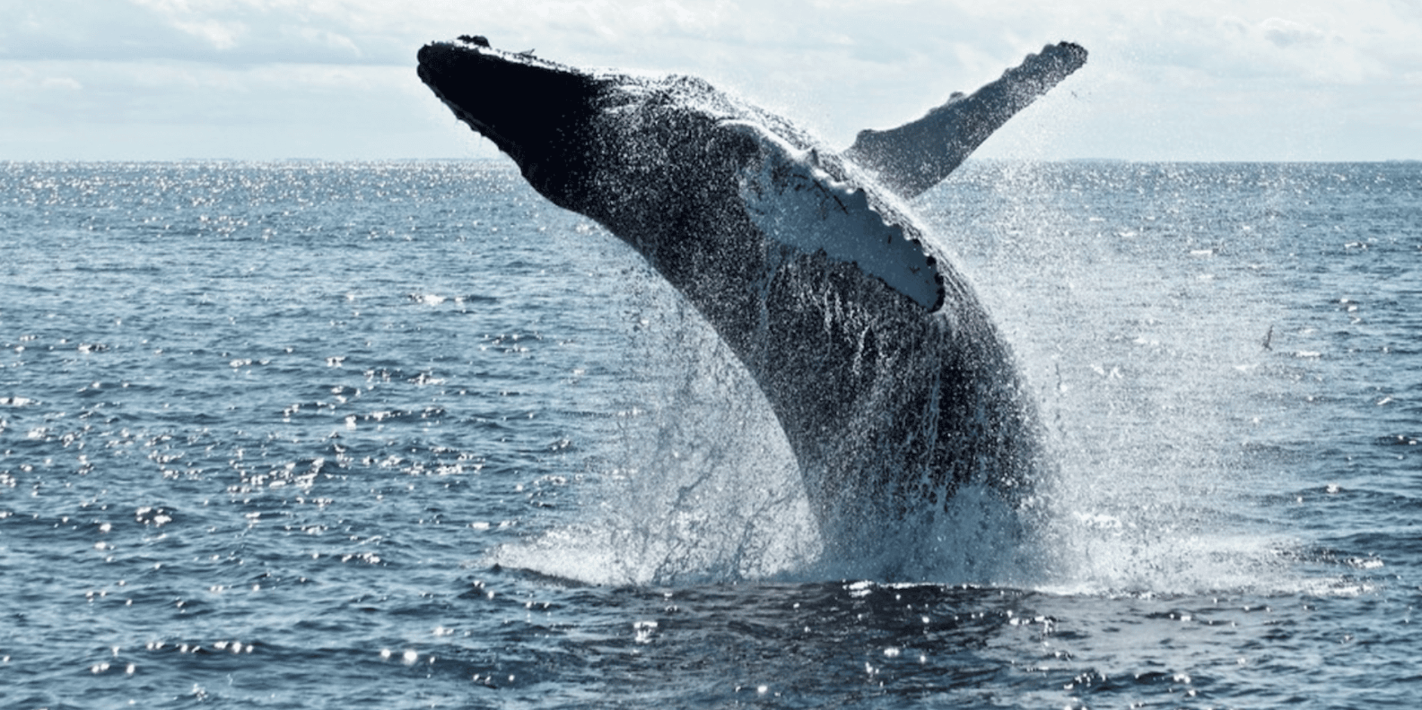New York City Whale Watching Tour - Image 1
