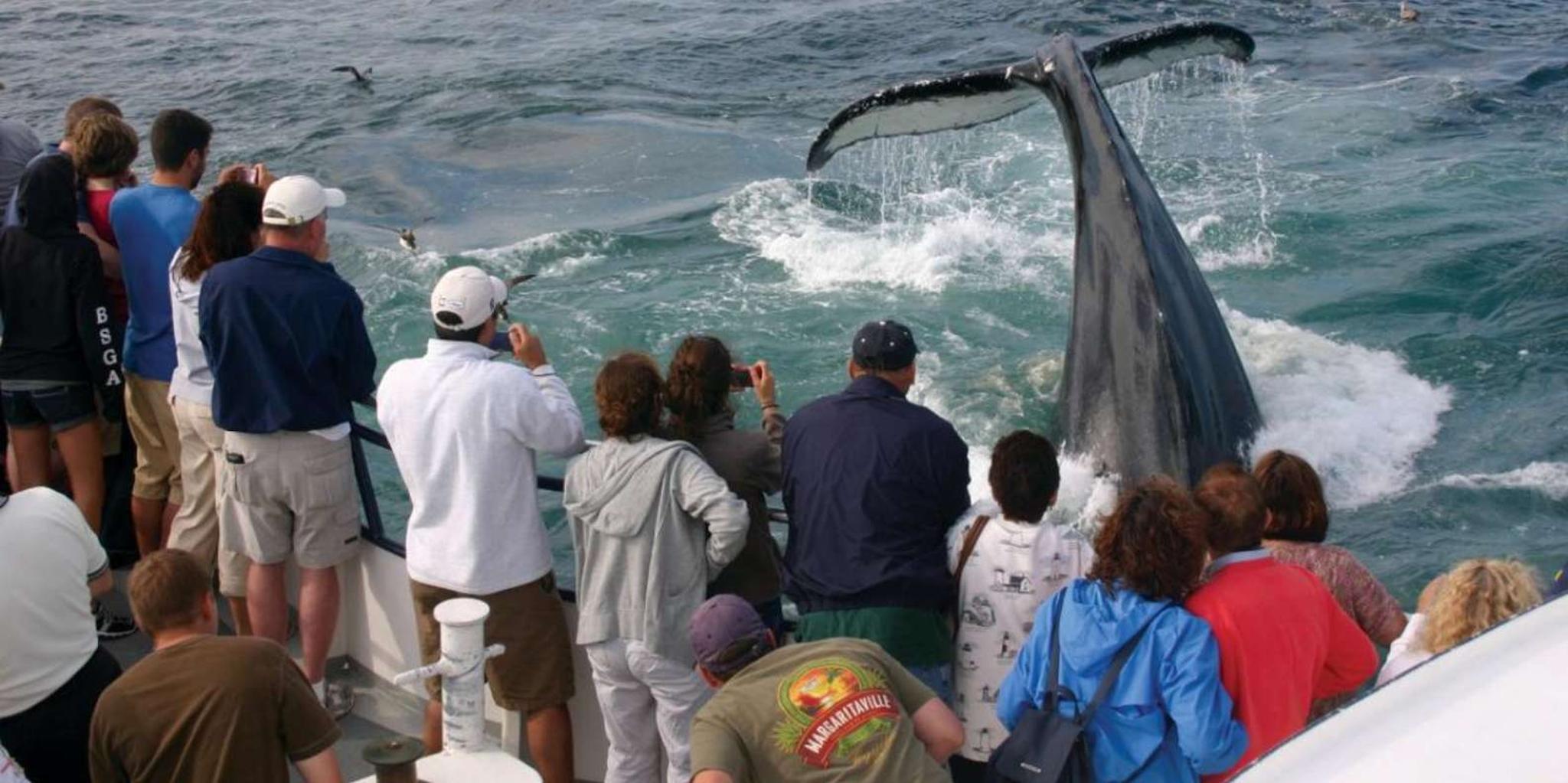 Plymouth Whale Watching Cruise - Image 6