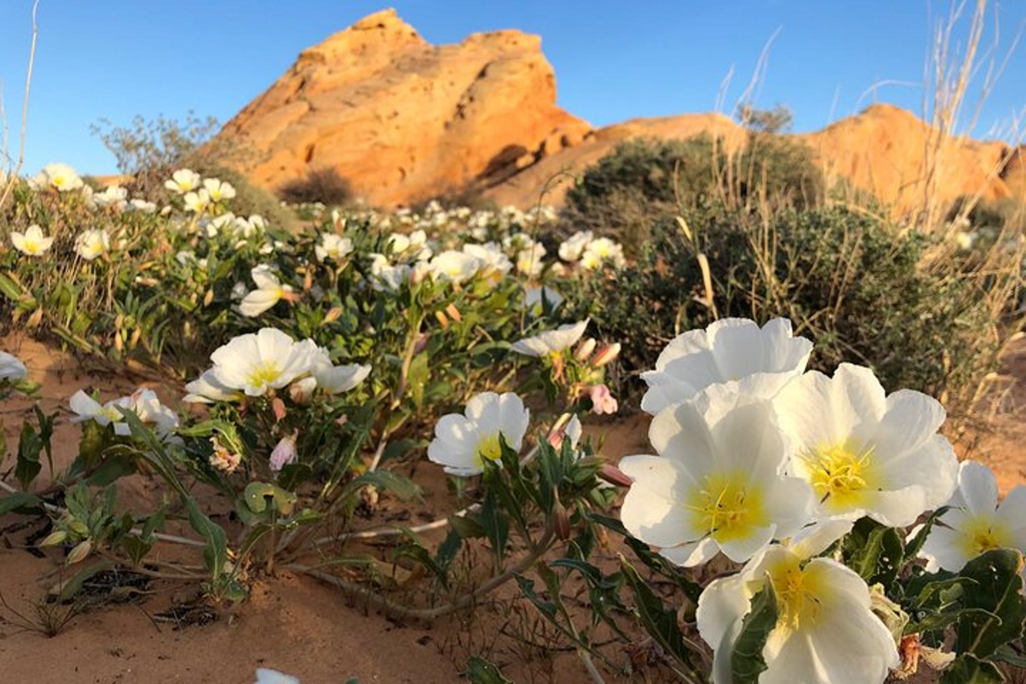 Valley of Fire Hiking and Sightseeing Adventure - Image 4