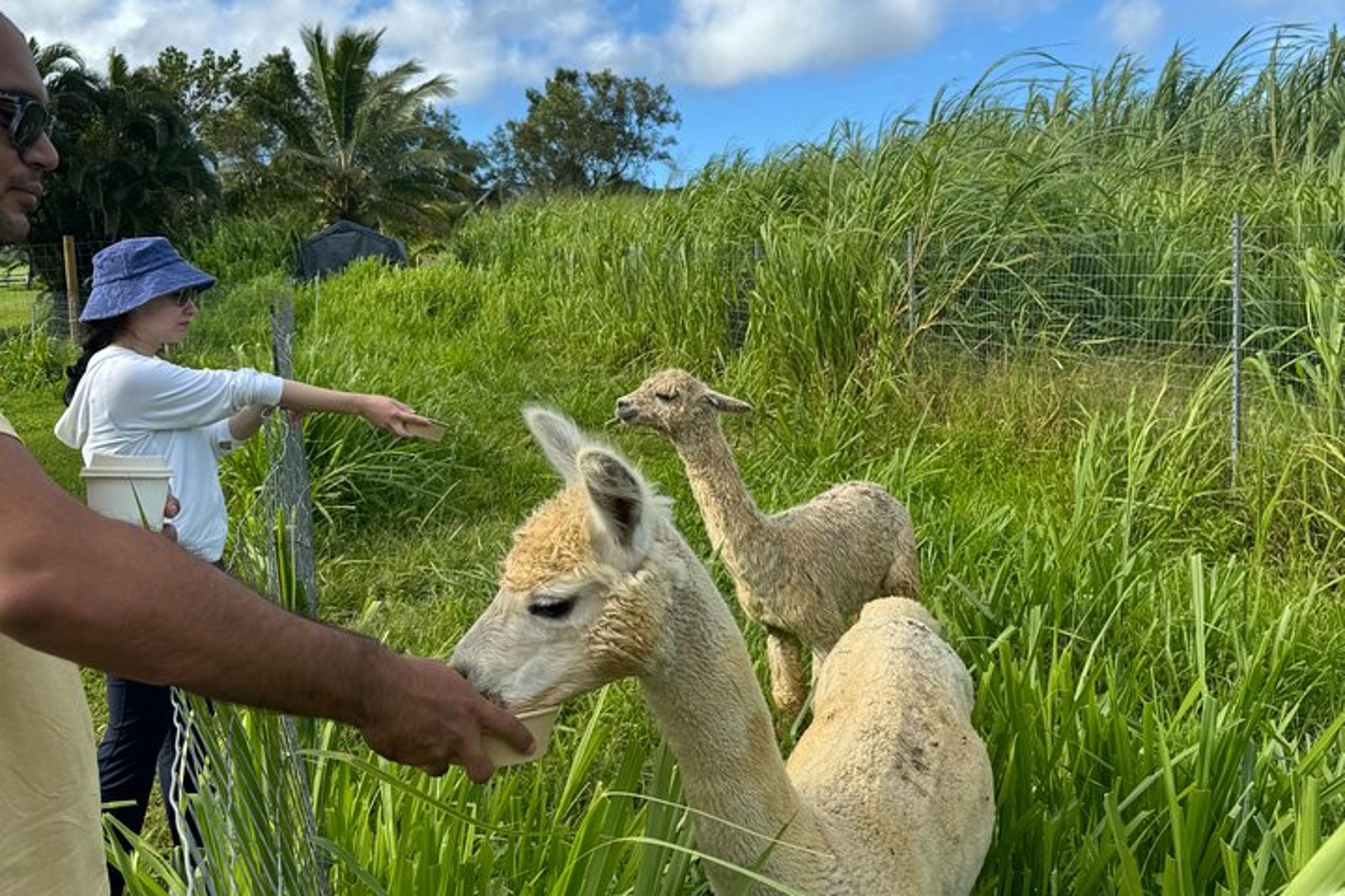 Hana Alpaca Farm Experience