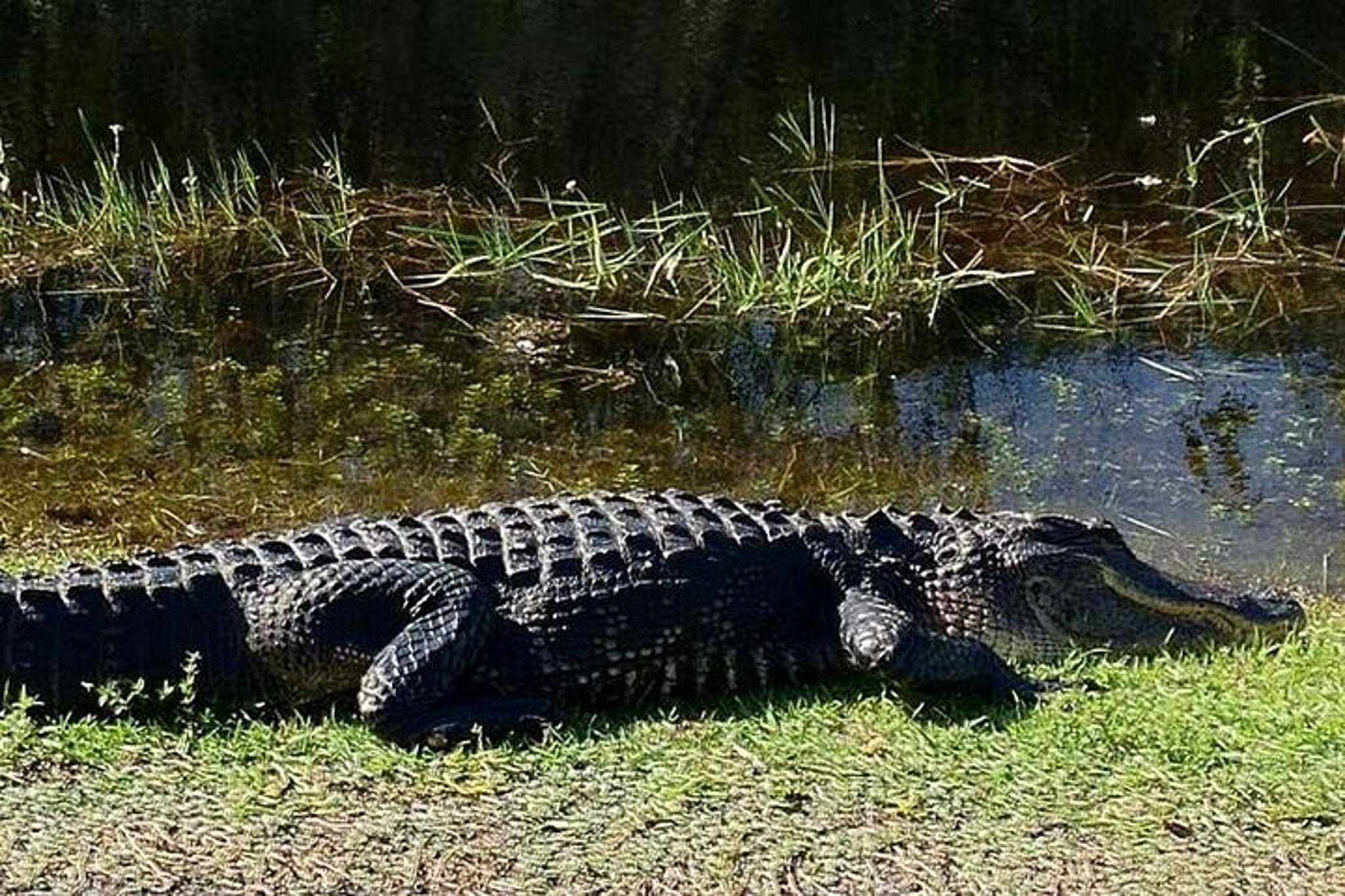 Everglades National Park Private Tour - Image 3