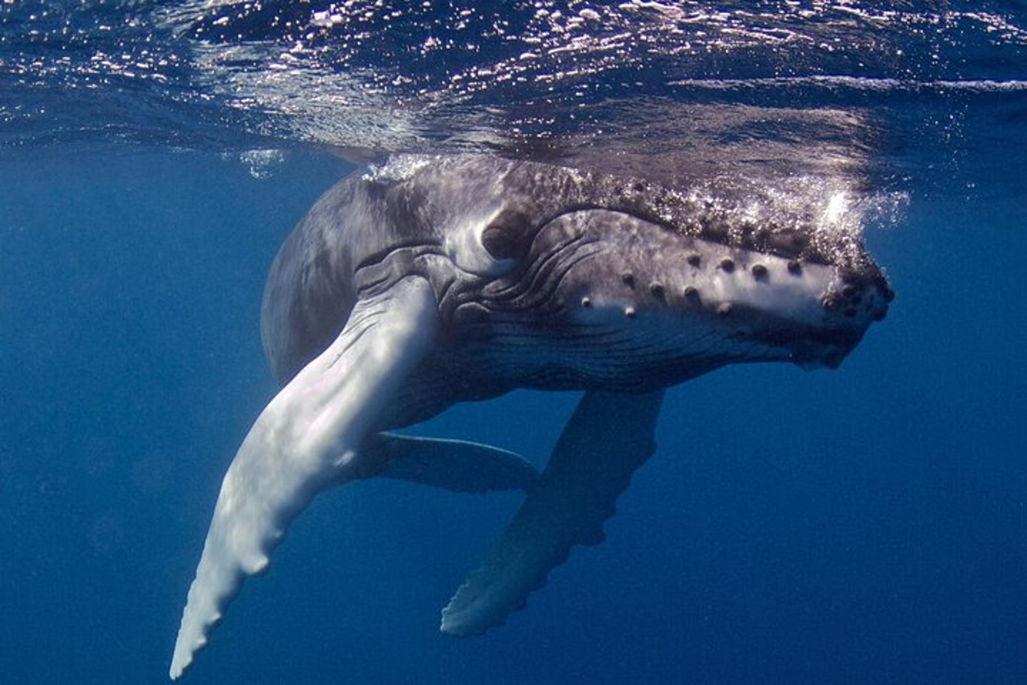 Kauai Scuba Charter for Certified Divers 4 hr - Image 2