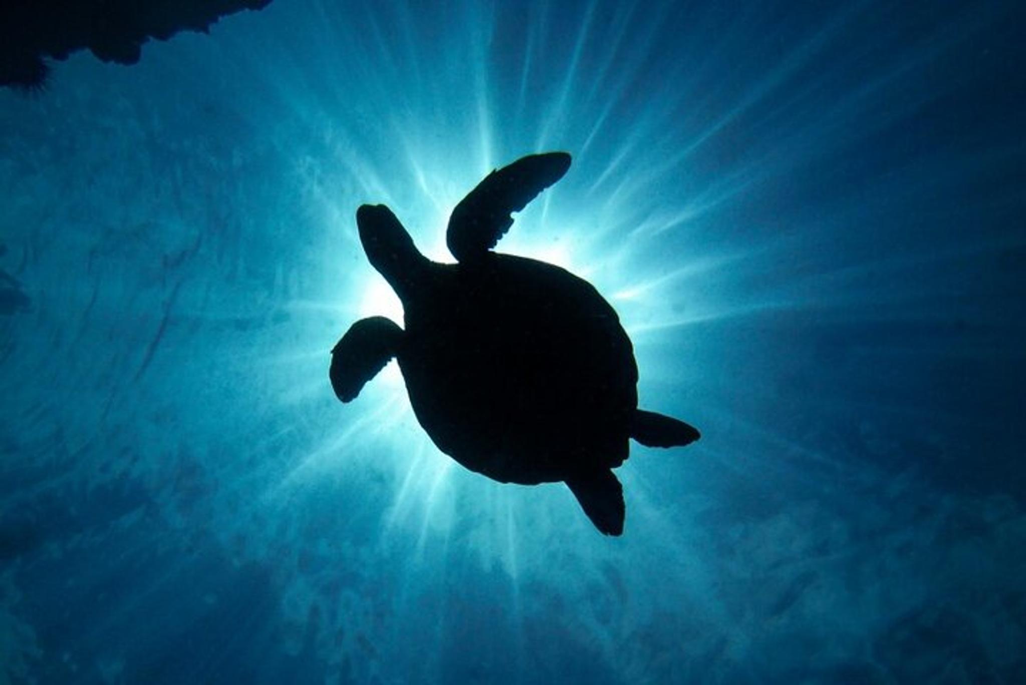 South Maui Scuba Dive Experience - Image 3