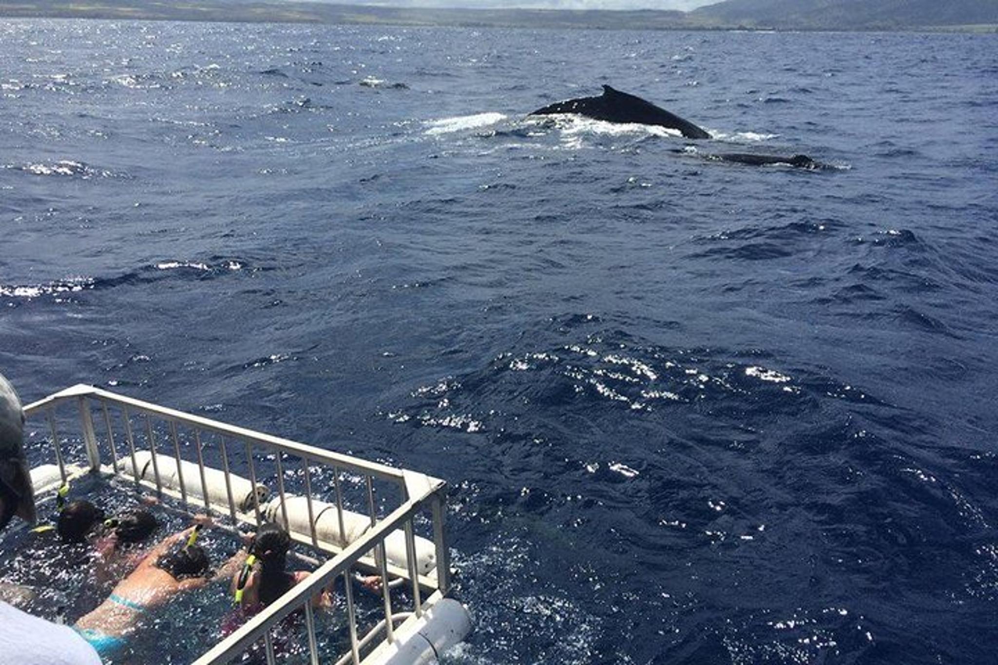 Oahu Shark Dive North Shore 90 Min - Image 5