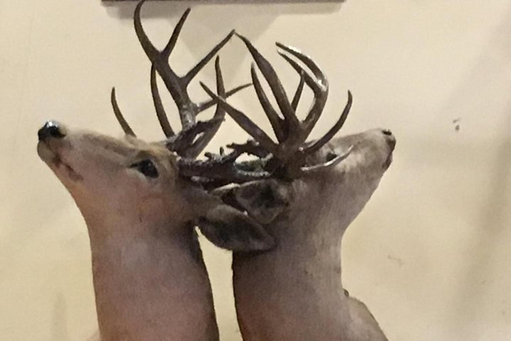 San Antonio History Pub Tour at Menger & Buckhorn - Image 5