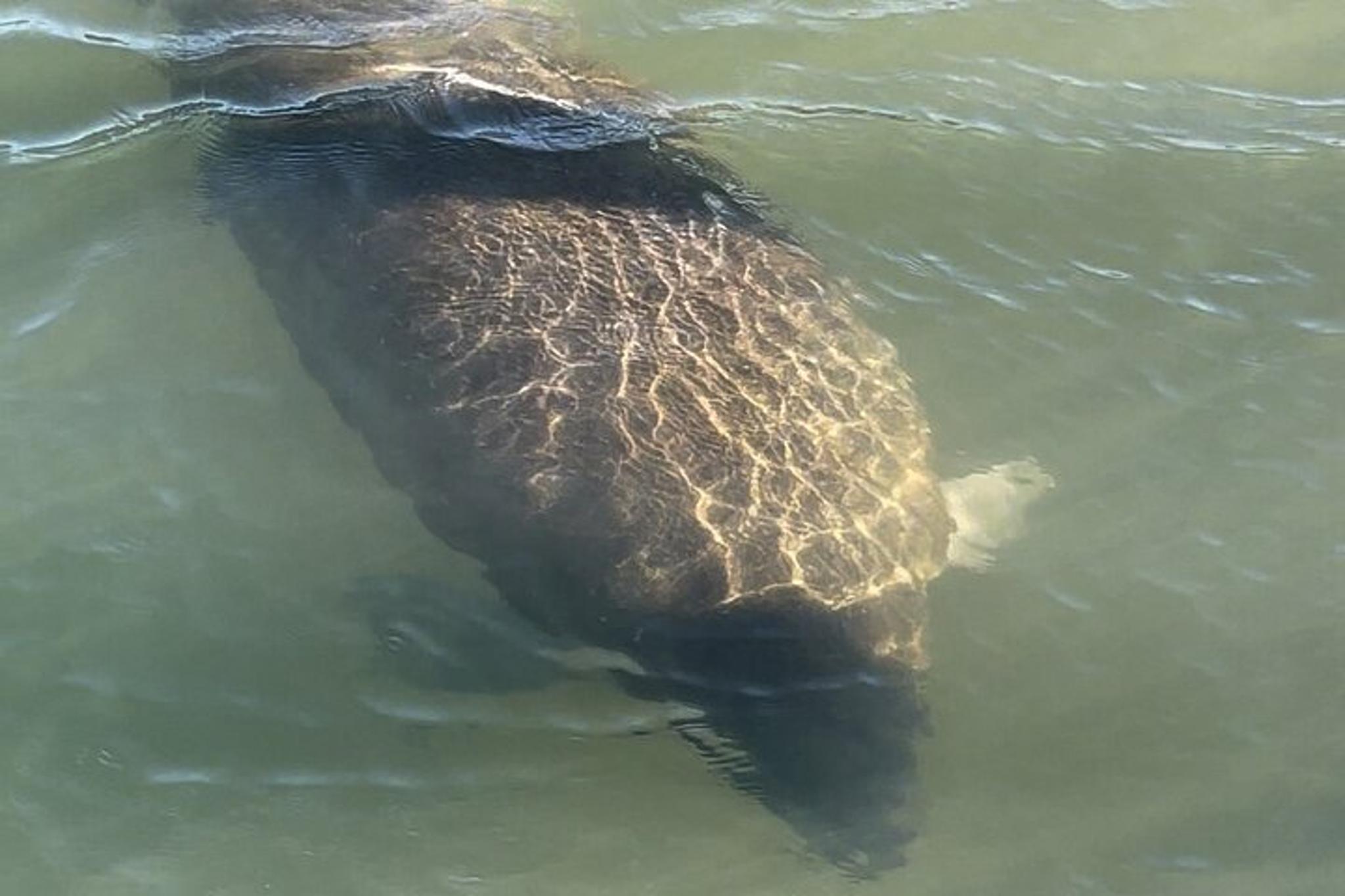 Boca Grande Kayaking Tour - Image 6