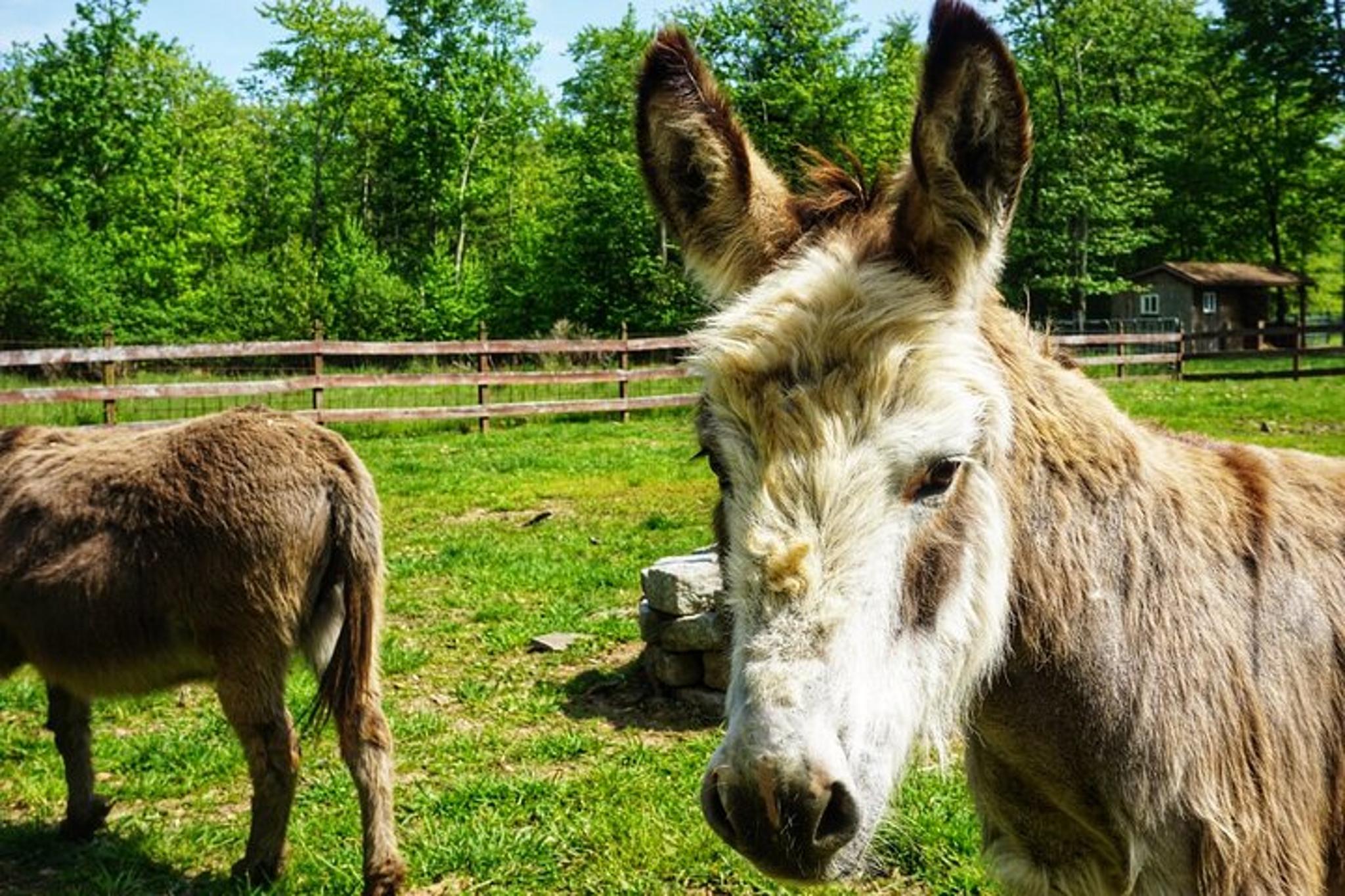 Catskills Farm Tour with Rescue Animals