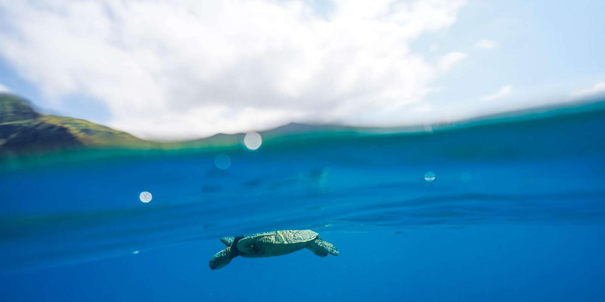 Kona Dolphin Watch and Snorkel Tour - Image 6