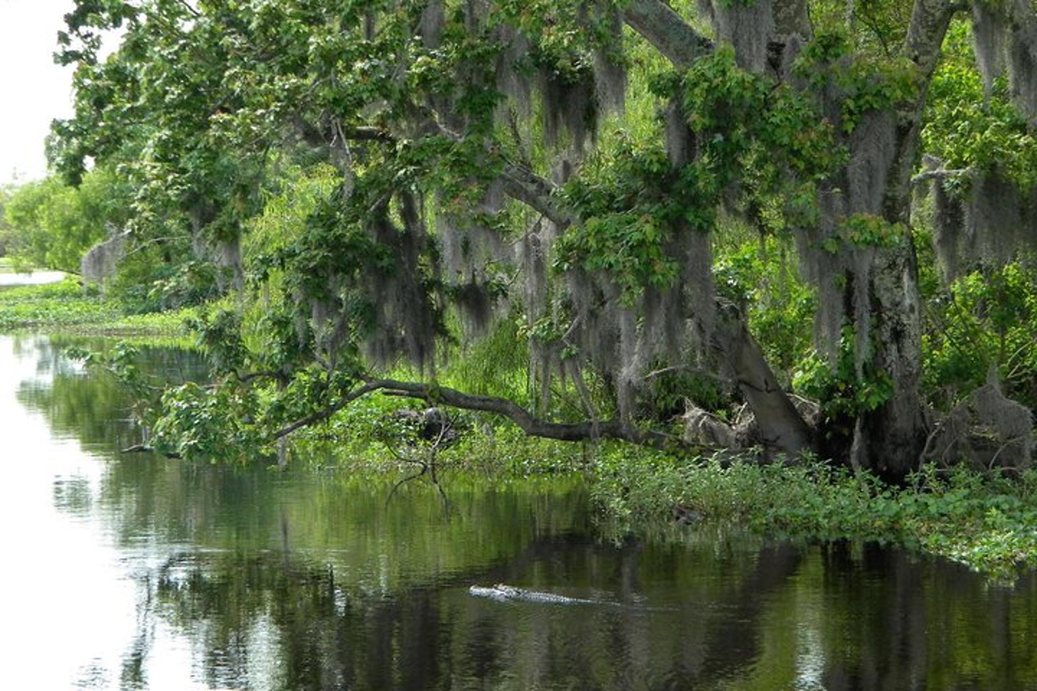 New Orleans Swamp and Bayou Tour 90 Min - Image 3