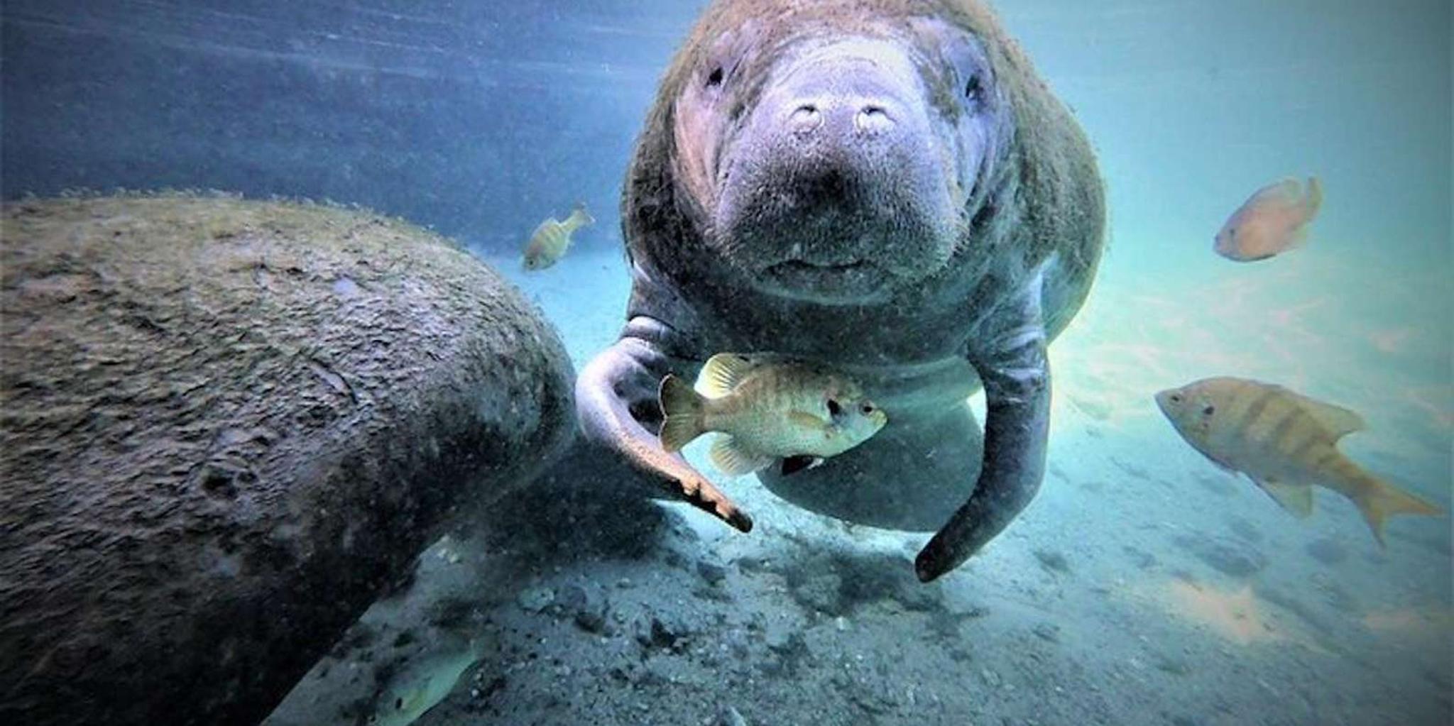 Crystal River Manatee Swim Tour - Image 3