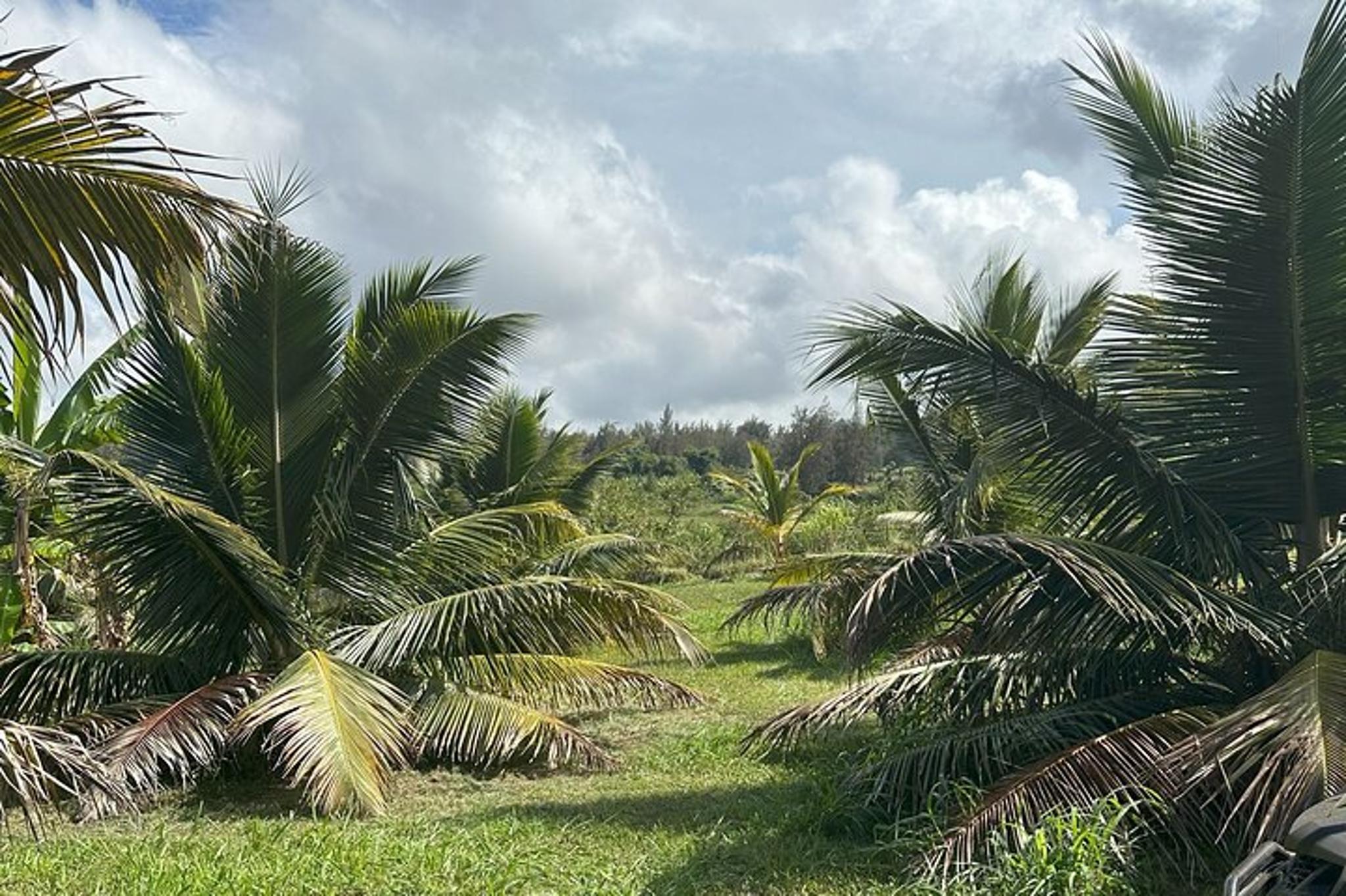 Waipi’o Horseback Tour: Mountain Ocean Views - Image 5