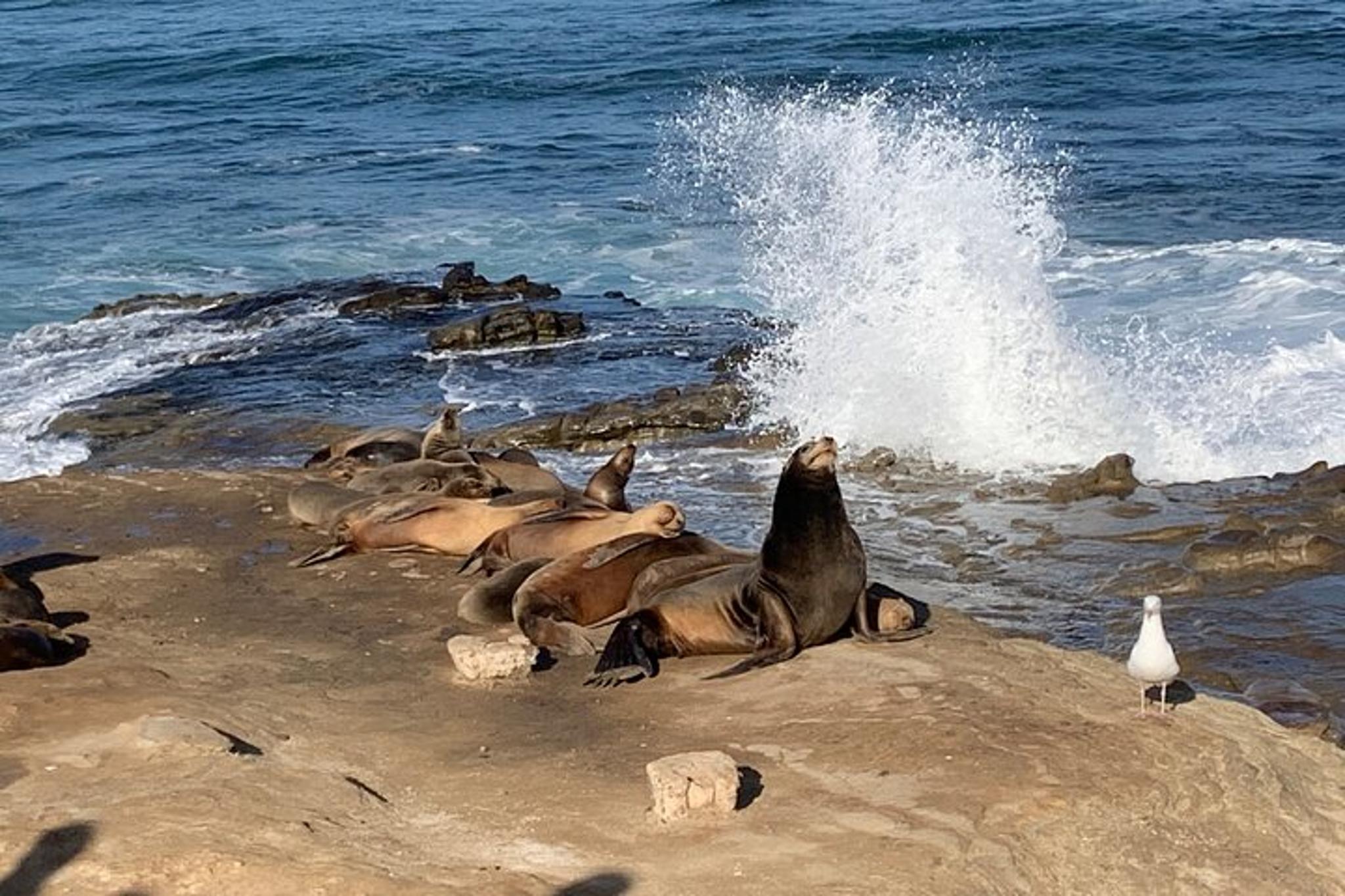 La Jolla Walking Tour - Image 6