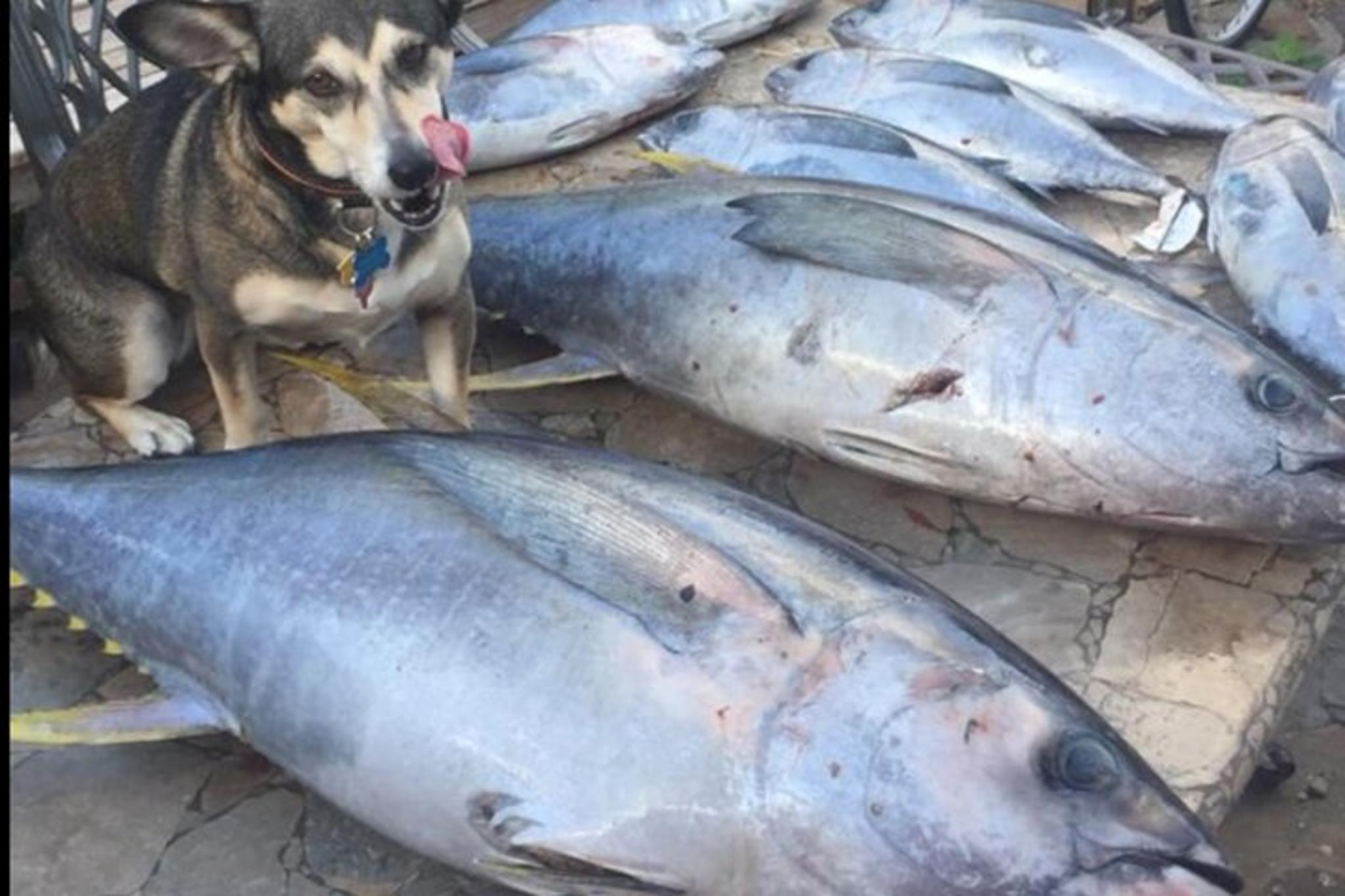 Port Aransas Offshore Fishing Charter - Image 4